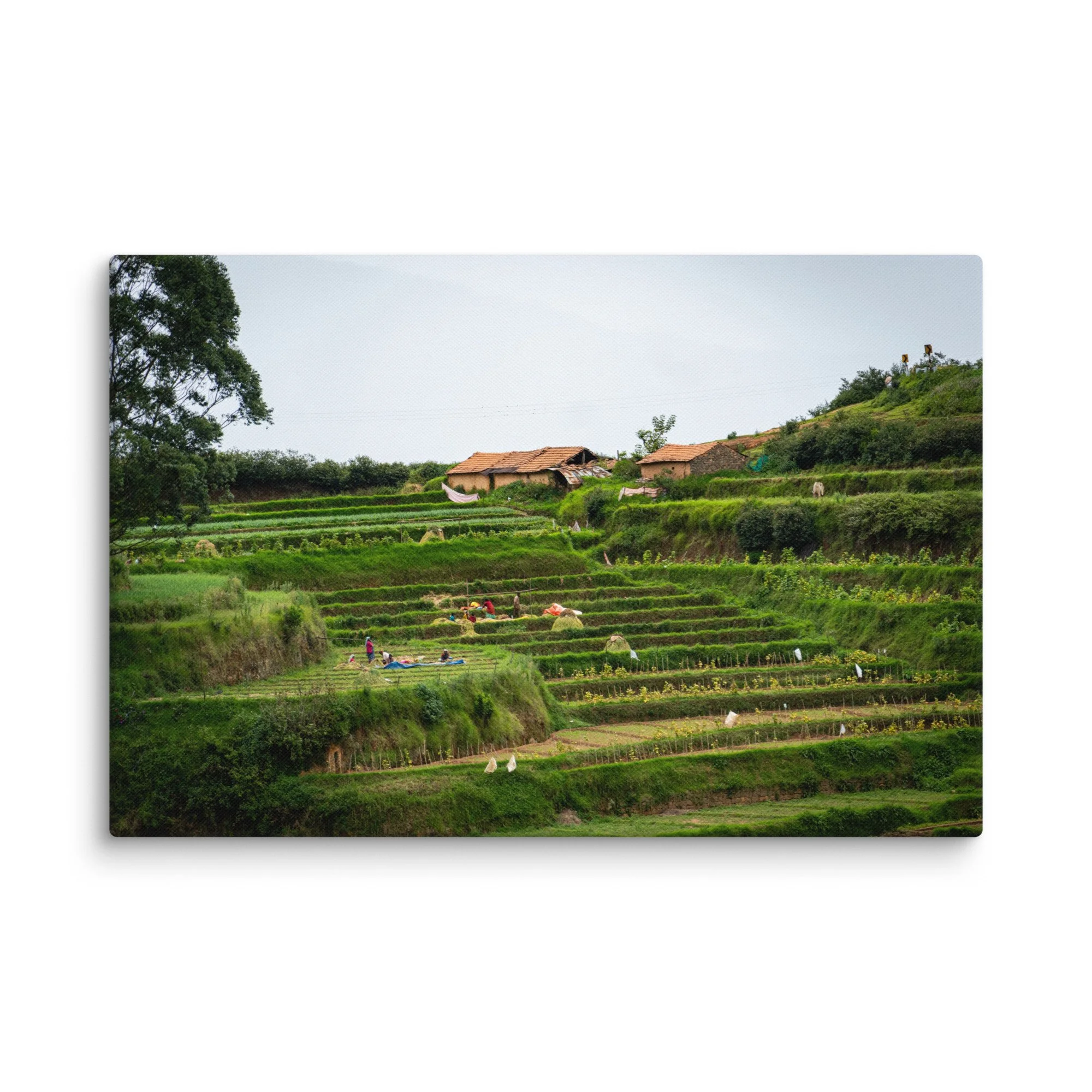 Lush terraced paddy fields and traditional thatched-roof houses in misty Nilgiri hills, Tamil Nadu, South India – rural travel photography canvas print wall art decor