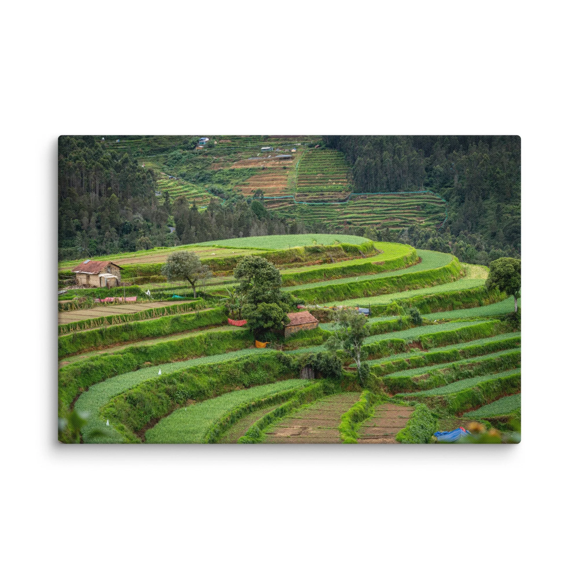Lush terraced paddy fields and traditional thatched-roof houses in misty Nilgiri hills, Tamil Nadu, South India – rural travel photography canvas print wall art decor