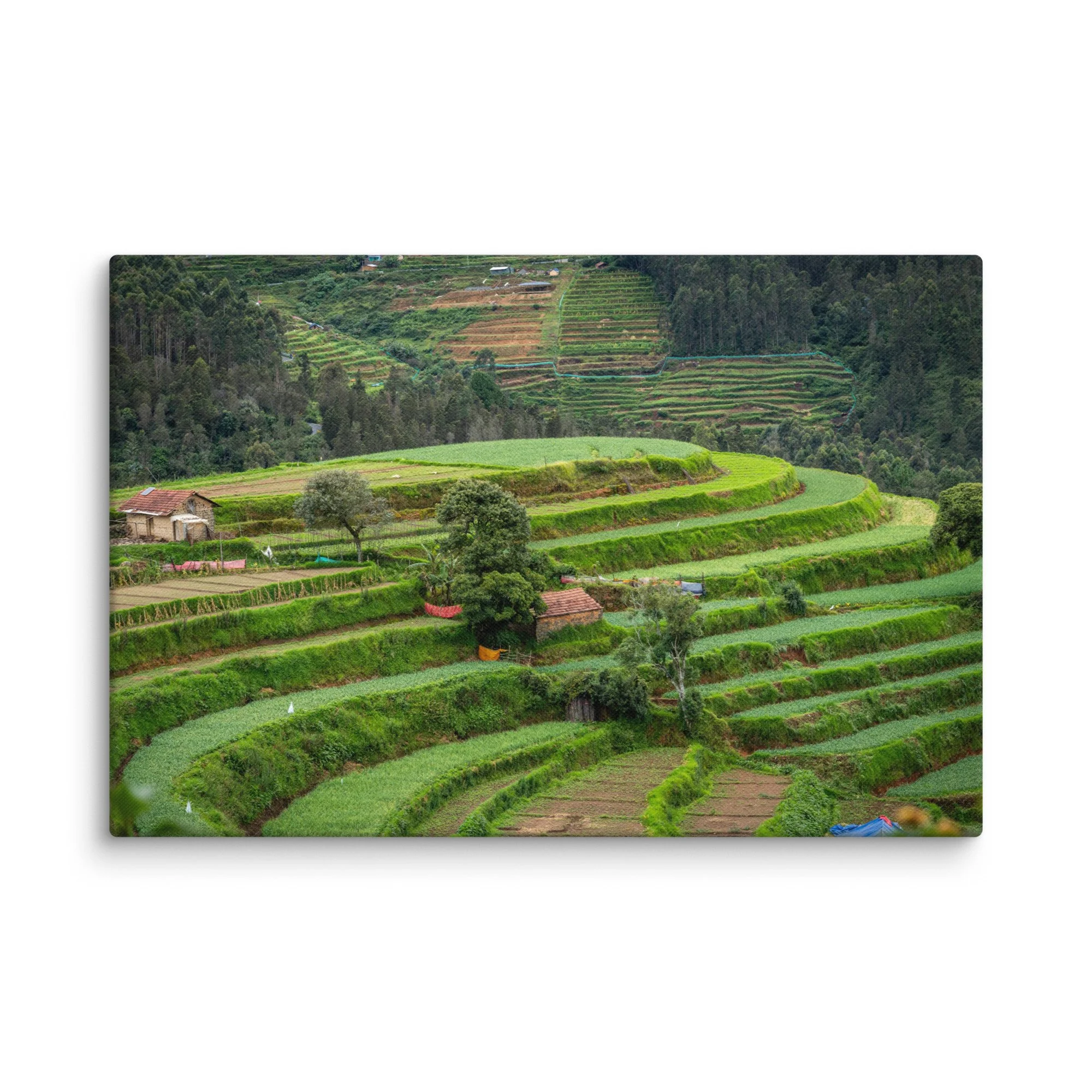 Lush terraced paddy fields and traditional thatched-roof houses in misty Nilgiri hills, Tamil Nadu, South India – rural travel photography canvas print wall art decor