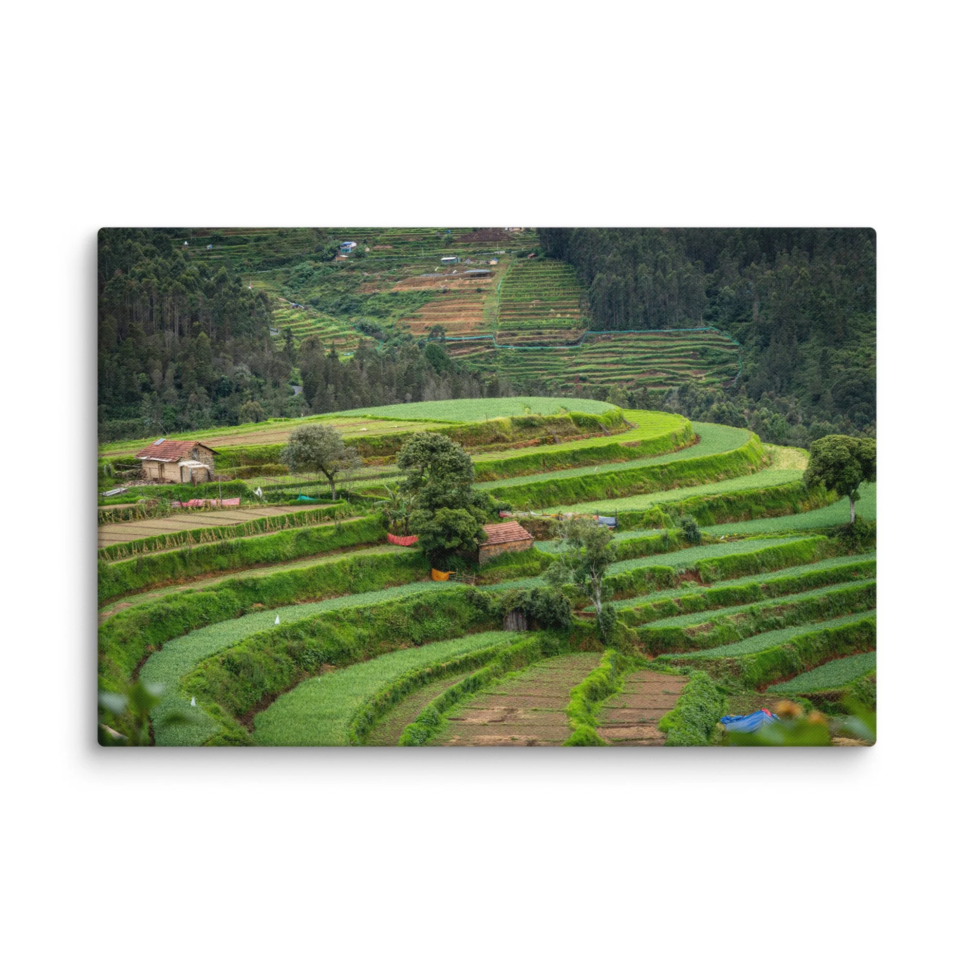 Lush terraced paddy fields and traditional thatched-roof houses in misty Nilgiri hills, Tamil Nadu, South India – rural travel photography canvas print wall art decor
