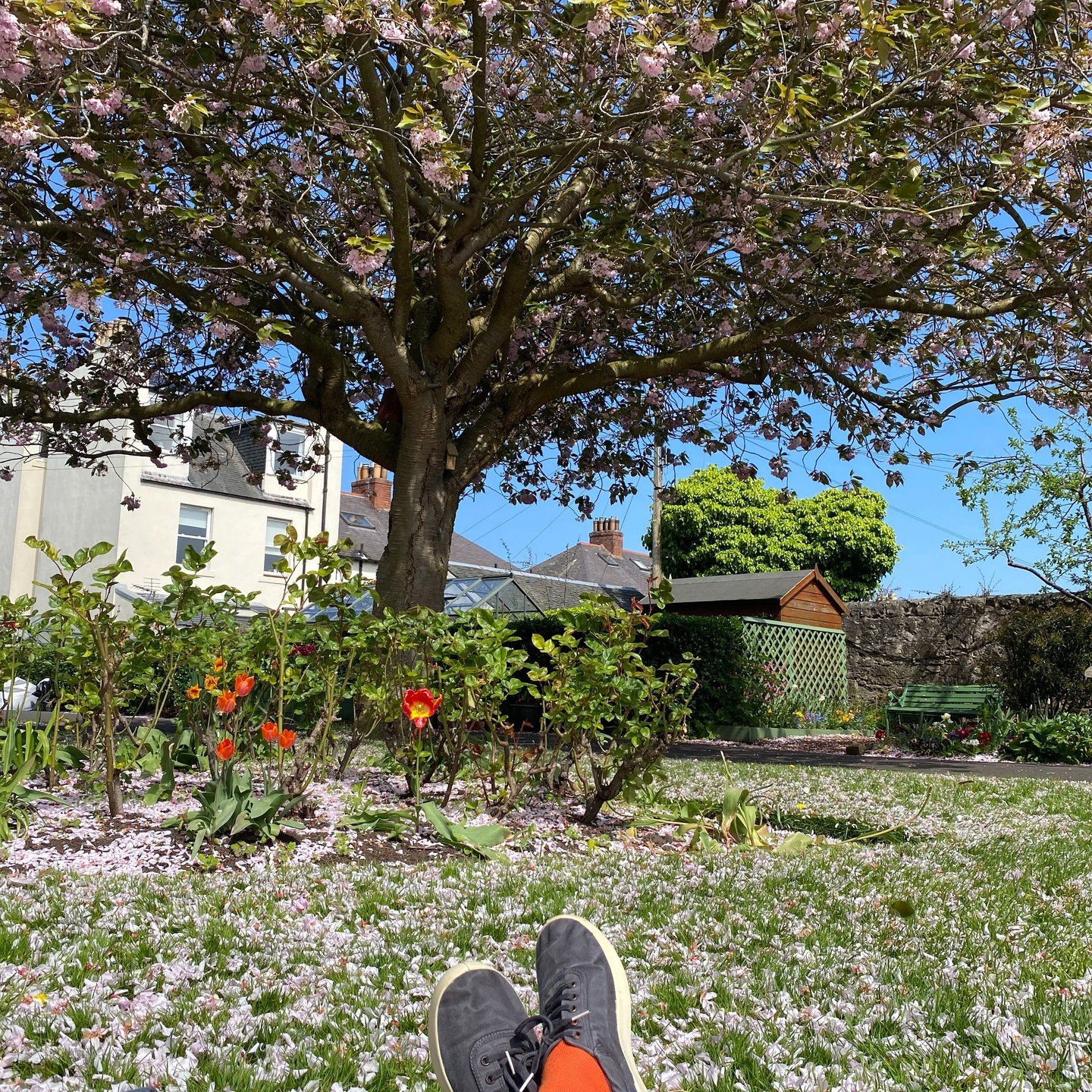 Yesterday I traded my usual schedule for an afternoon of bliss, soaking in the warm sunshine and watching the blossoms fall. In fact, we were in such a trance watching the blossoms and chatting that we stayed there for hours. No books, no phone scrol