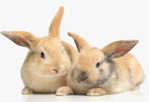 Holly Hops Rabbit Rescue and Rehabilitation Inc.