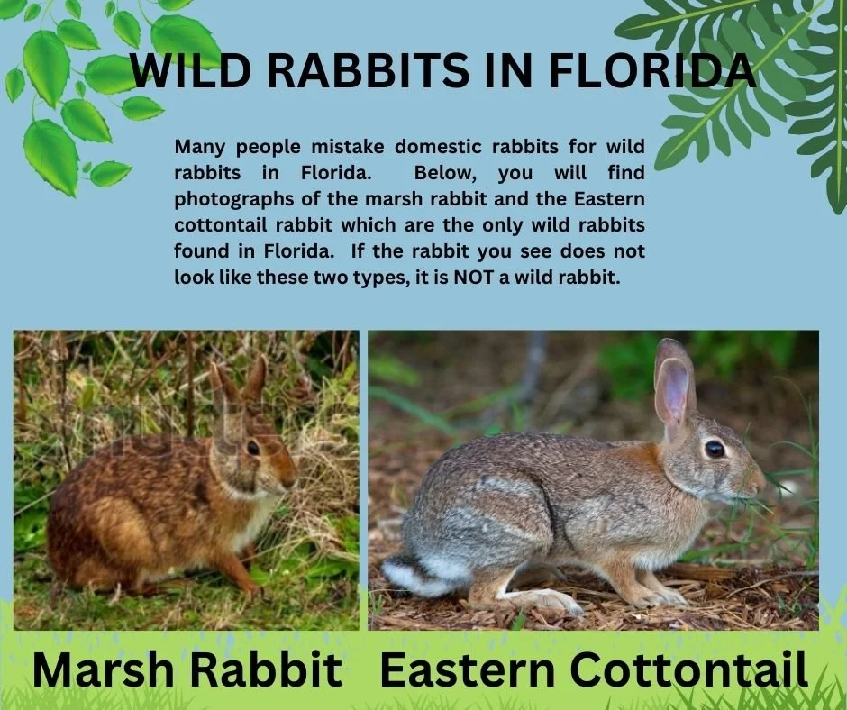Holly Hops Rabbit Rescue and Rehabilitation Inc.