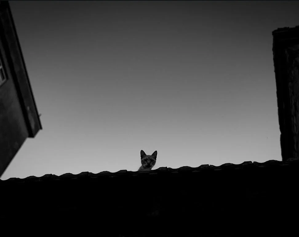 The watcher 🐈‍⬛
📷 @alpturgutart 
#leica #leicahunter #leicacamera