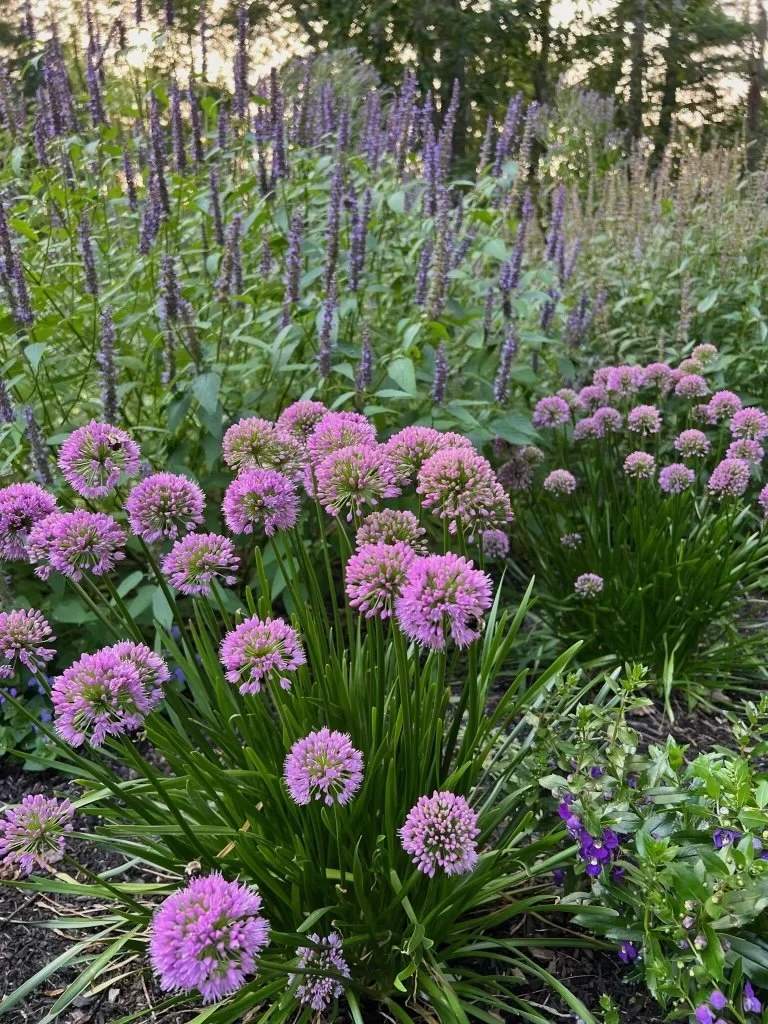 Purple allium flowers in a garden with tall lavender plants in the background.