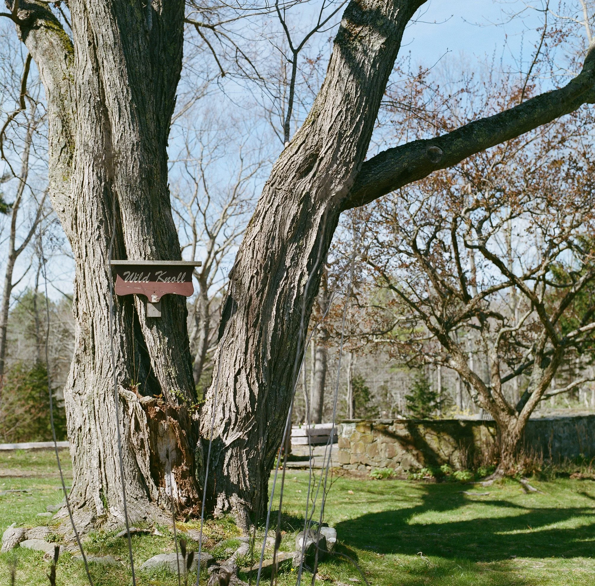 Large tree with a wooden sign labeled "Wild Knoll" on a sunny day, surrounded by a grassy area and other trees.