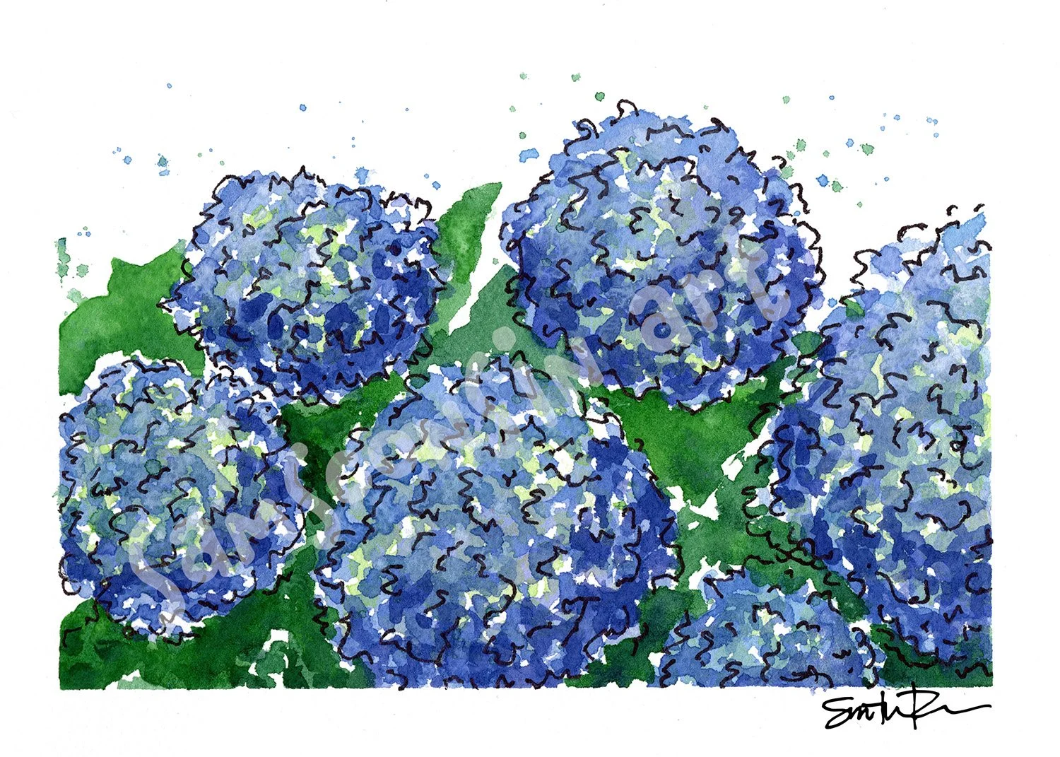 8-11-24 Hydrangeas-Sig-F-watermark.jpg