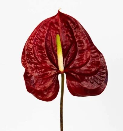 Anthurium