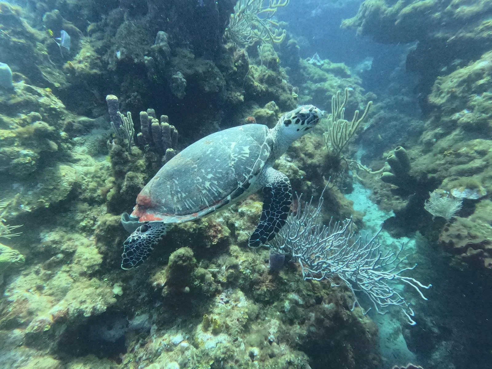 Sea Turtles of Roatán: What Every Diver Should Know