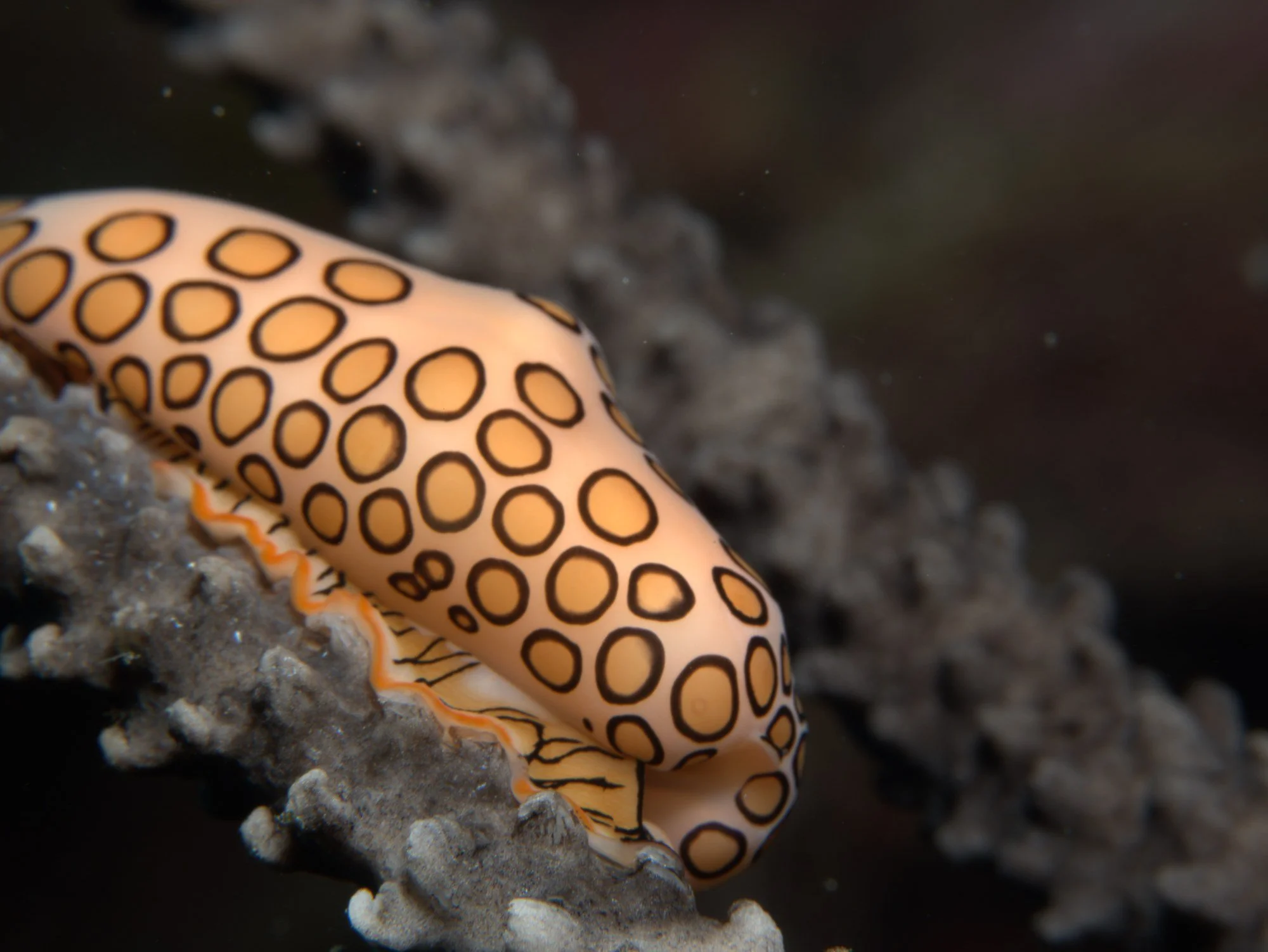 Flamingo tongue snail on a sea rod, lit with an underwater strobe in Roatán
