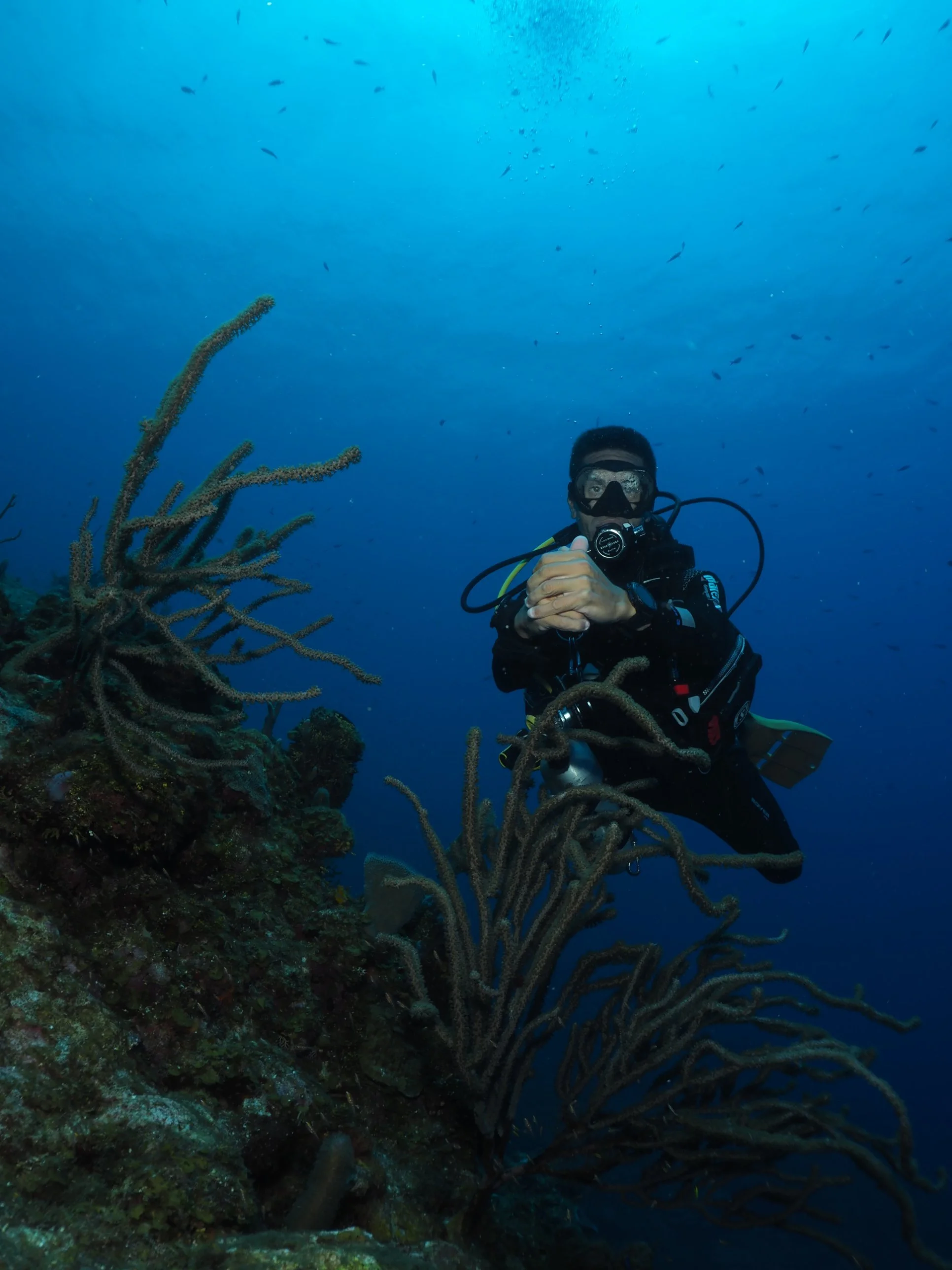 Scuba diver hovering in perfect trim beside sea rods on a Roatán reef wall