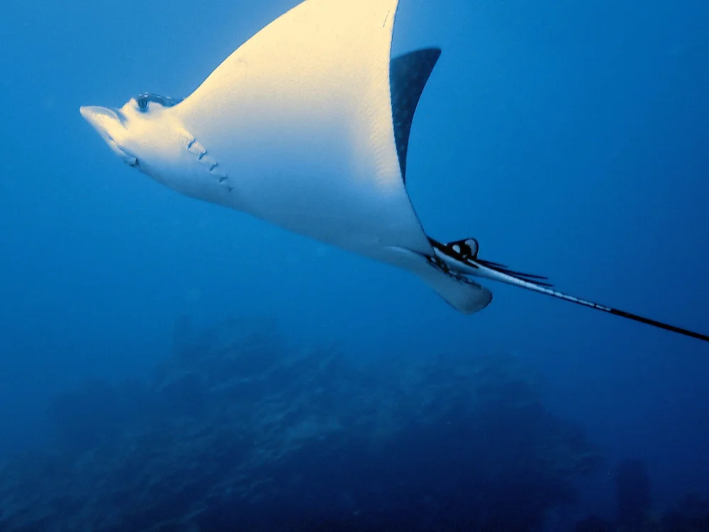 A spotted eagle ray gliding over the reef in Roatán