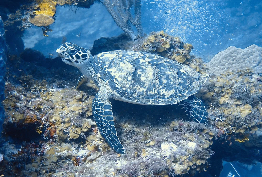 A hawksbill sea turtle on a coral reef near Sandy Bay, Roatán