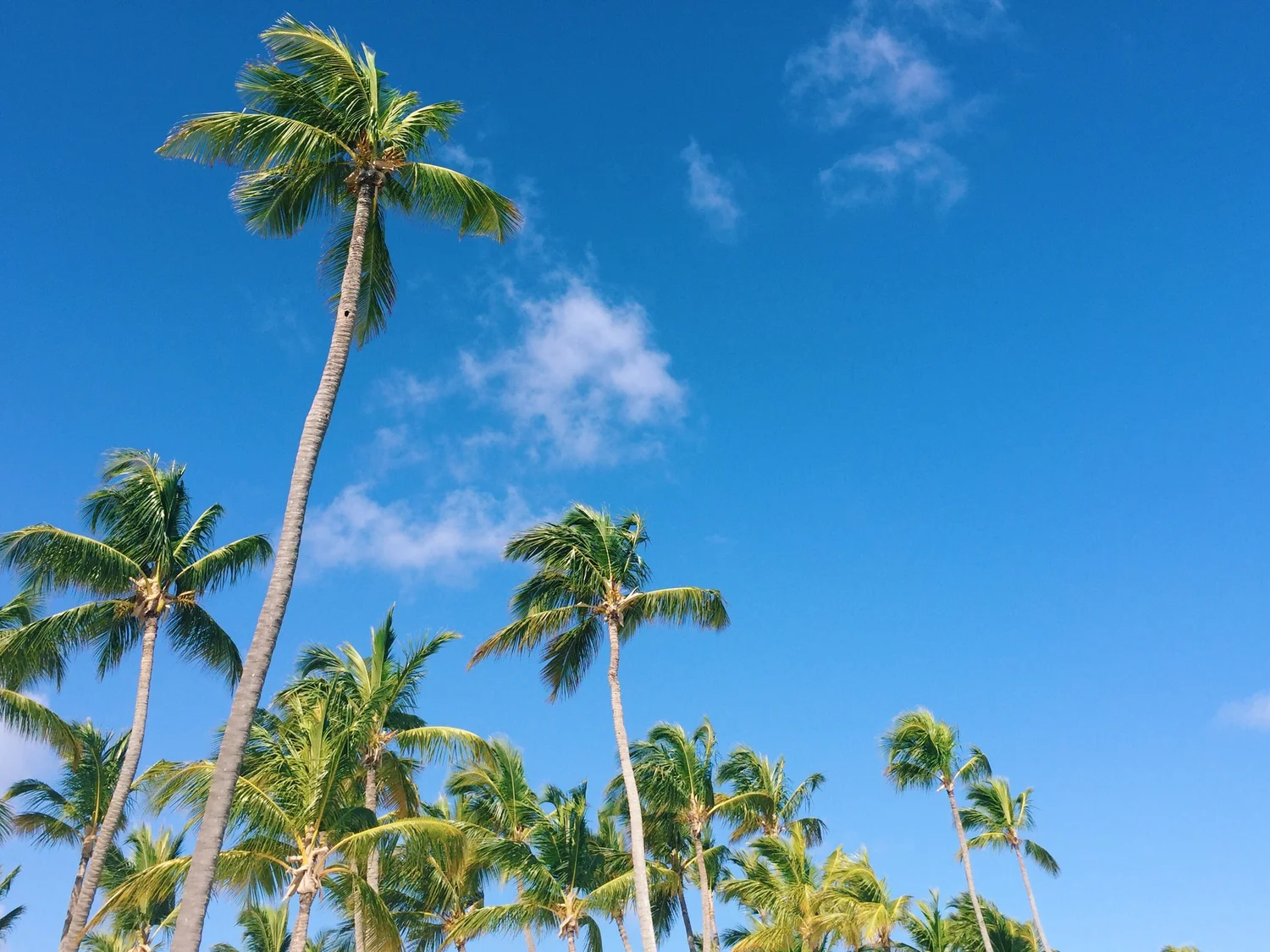 Palm trees against a blue Caribbean sky on Roat&aacute;n, Honduras