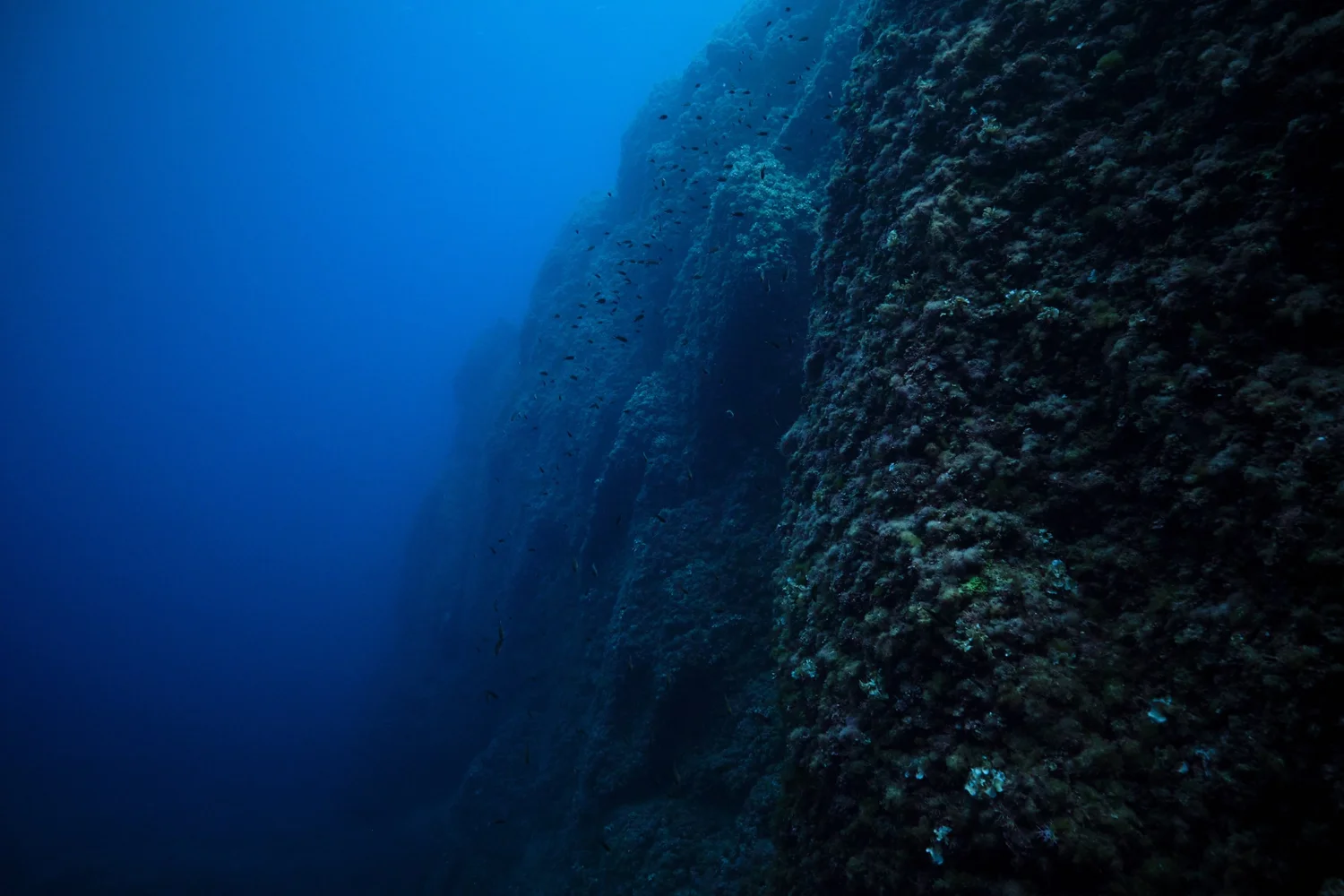 A massive coral reef wall on a Roatán dive site