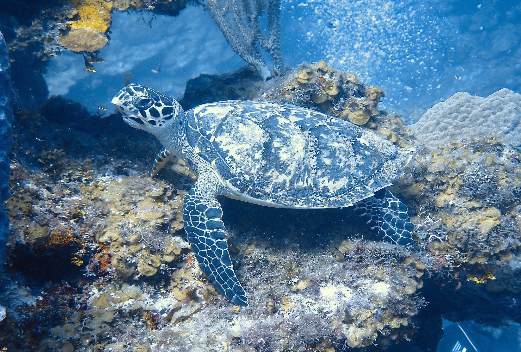 Hawksbill sea turtle resting on a sponge-covered reef in Roatán