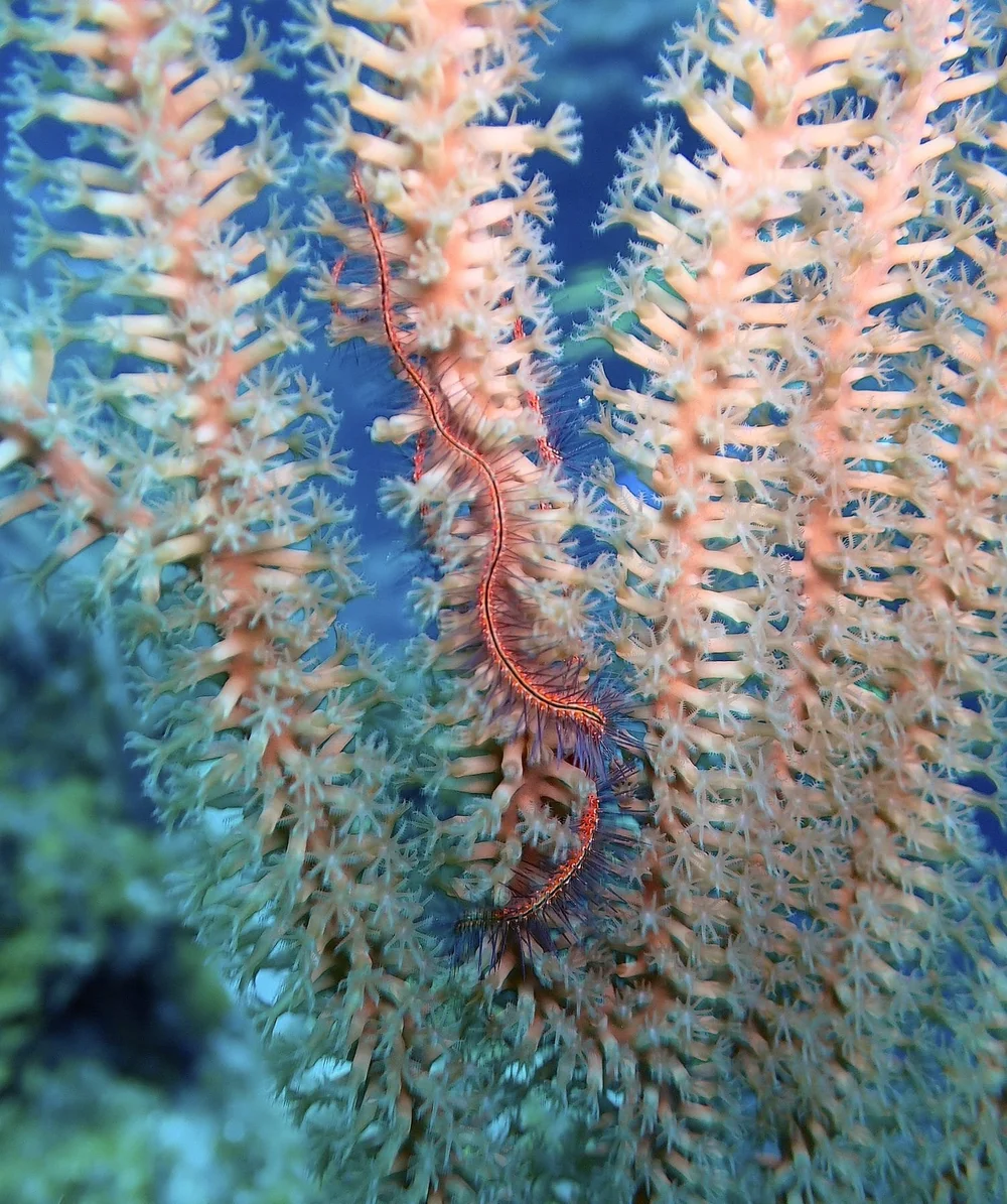 Orange soft coral on the Mesoamerican Reef off Roatán