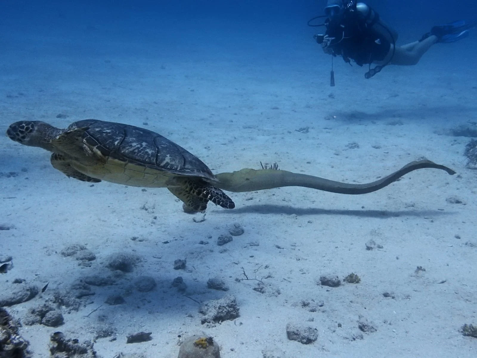 Diver photographing a green sea turtle at a respectful distance over a sandy bottom in Roatán