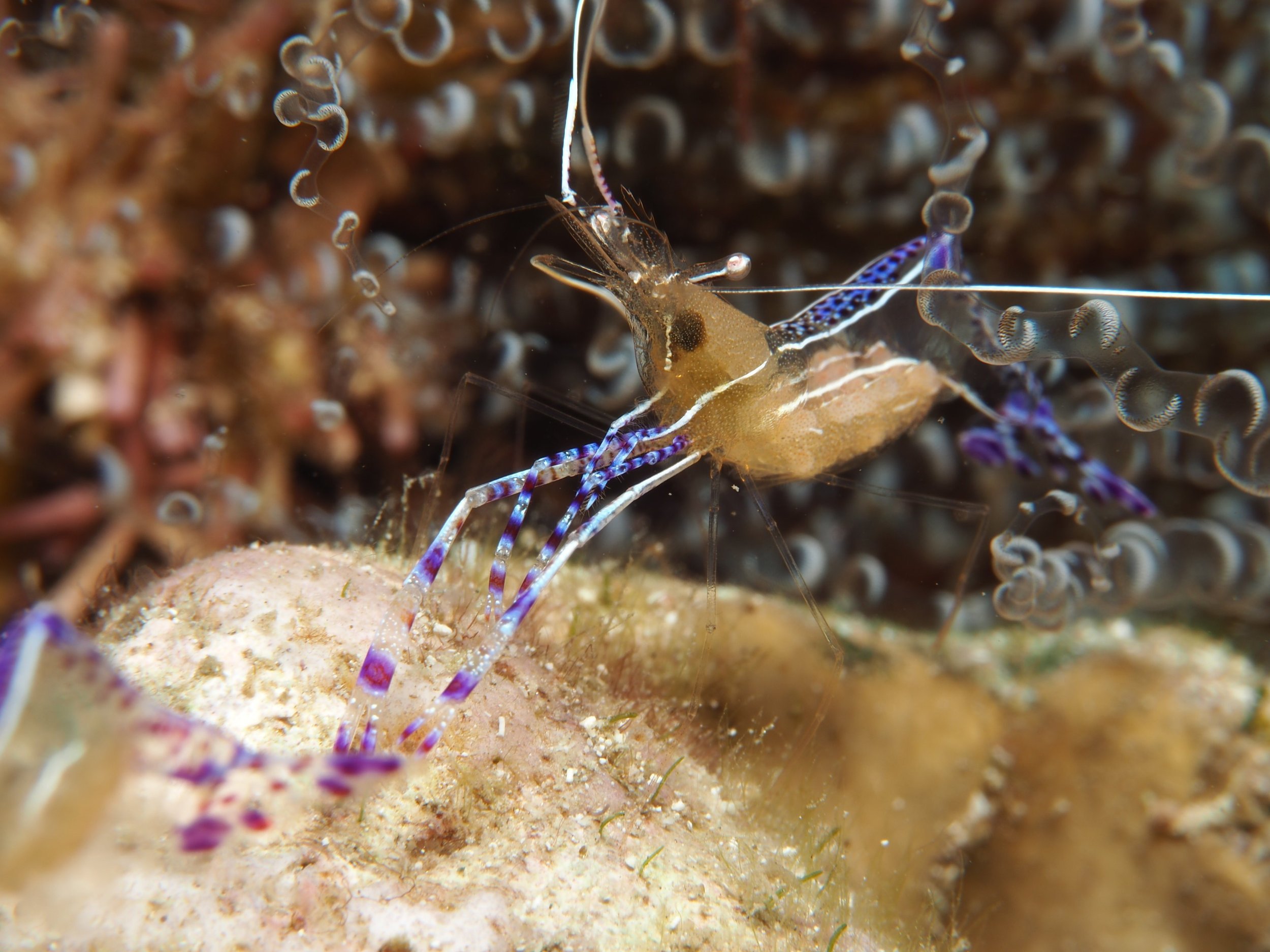 Pederson cleaner shrimp on a corkscrew anemone, a macro shot from a Roatán dive