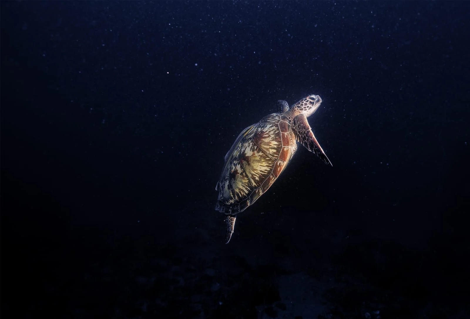 Green sea turtle ascending through open water off Roatán