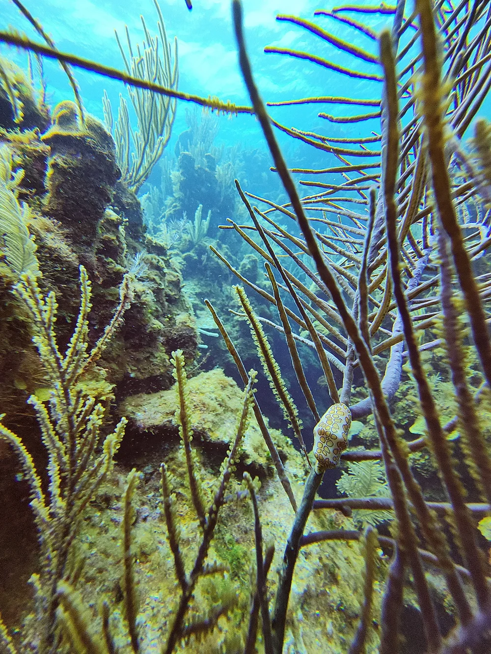Sea rods and coral catching the light on a Roatán dive site