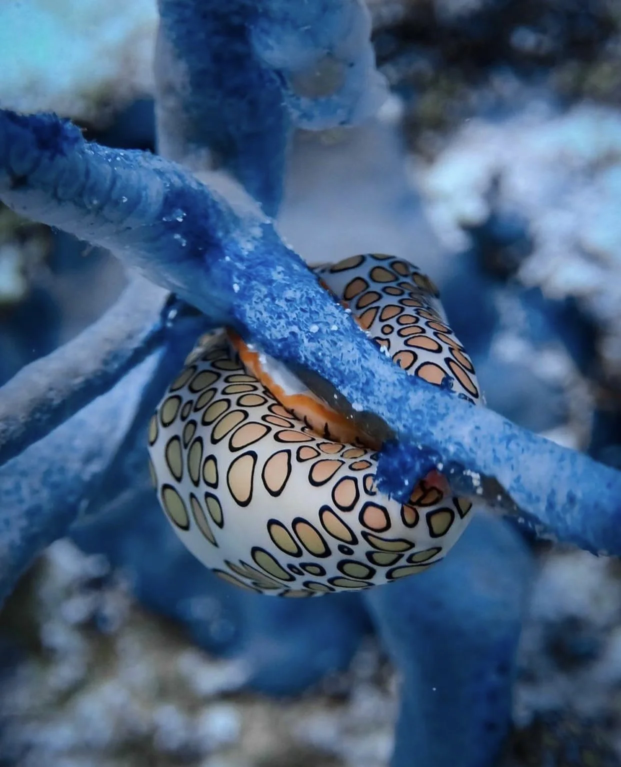 OceanImageBank_NicoMarin_24 (1).jpeg