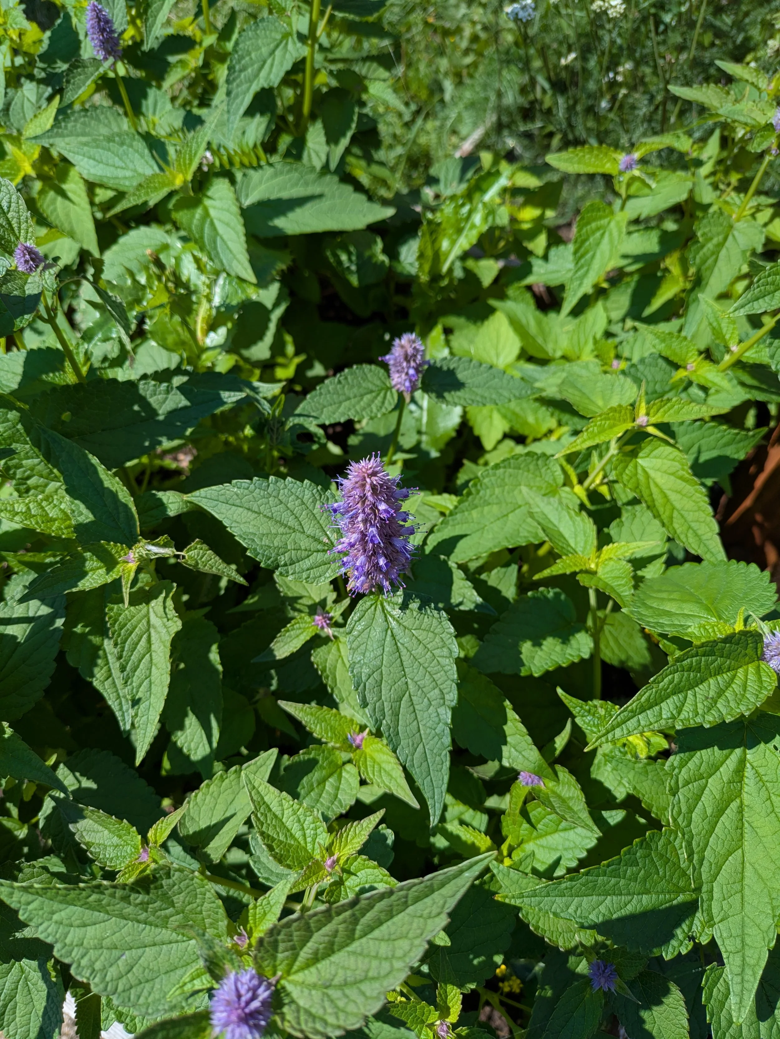 Teinture-mère d'agastache