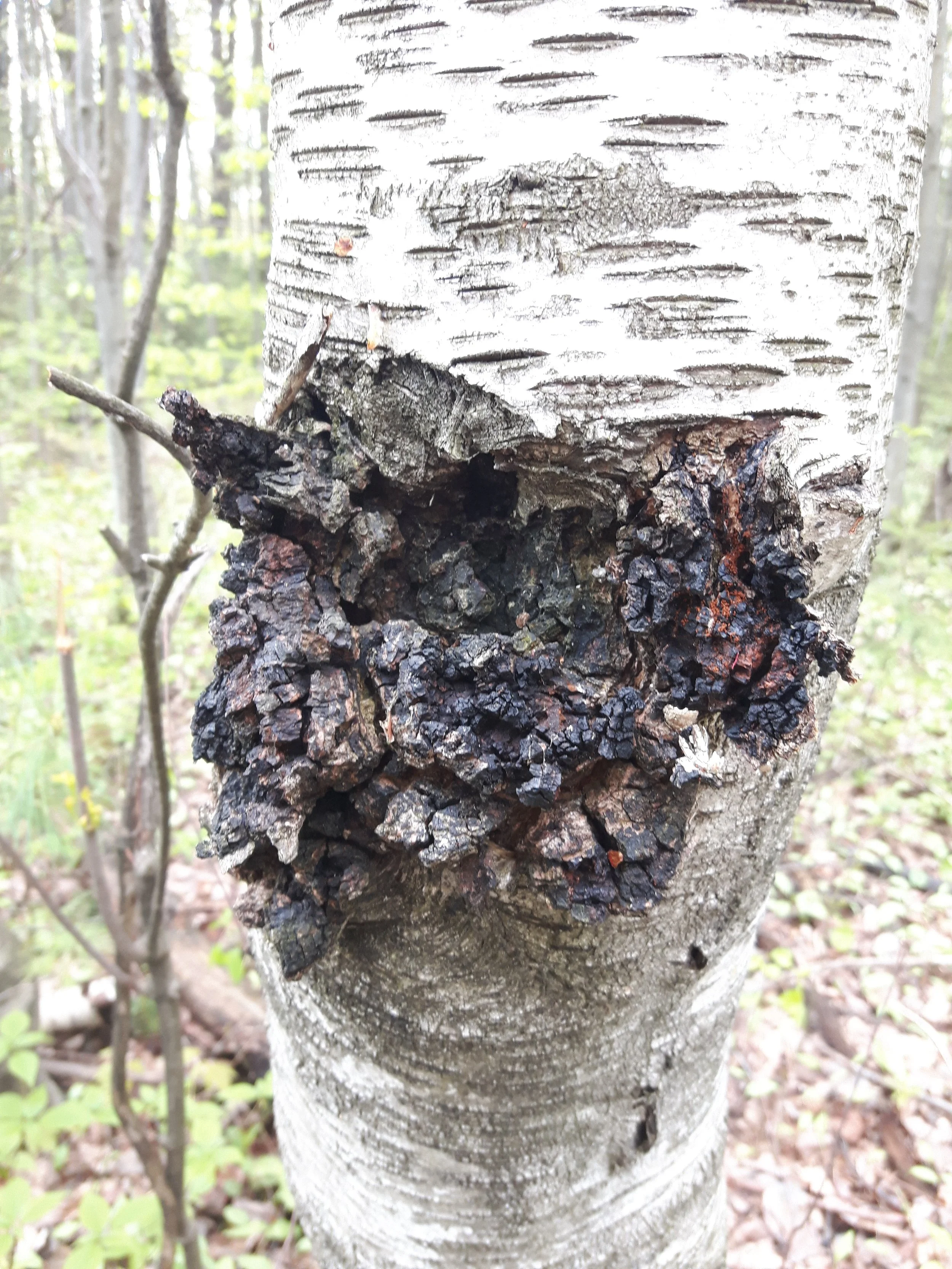 Teinture-mère de chaga  (double extraction)