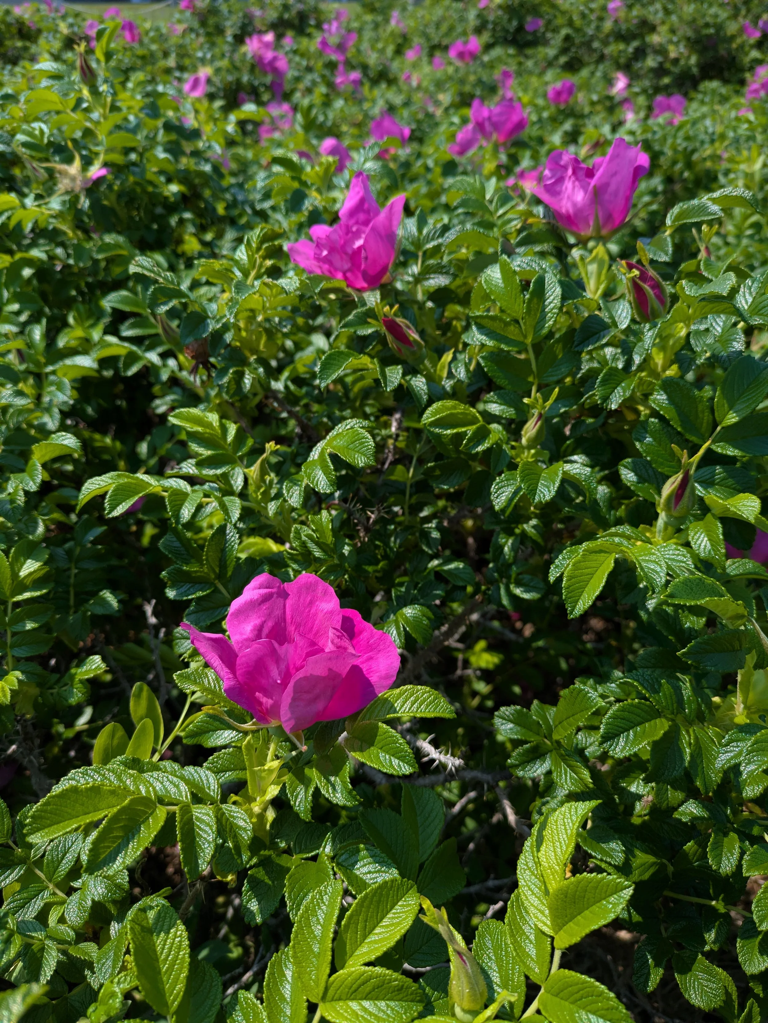 Huile de rose sauvage (visage)