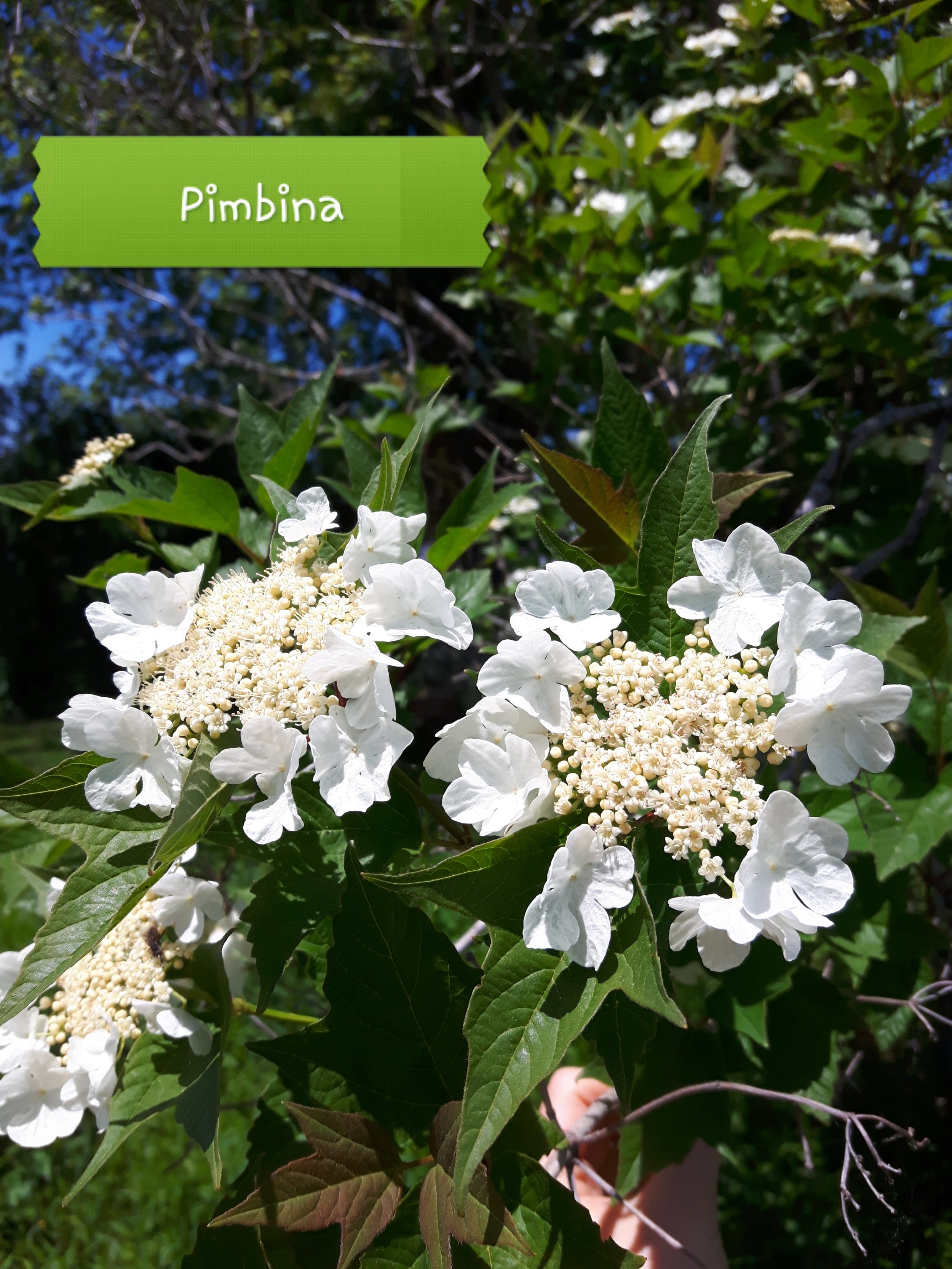 Teinture-mère de pimbina (viorne)