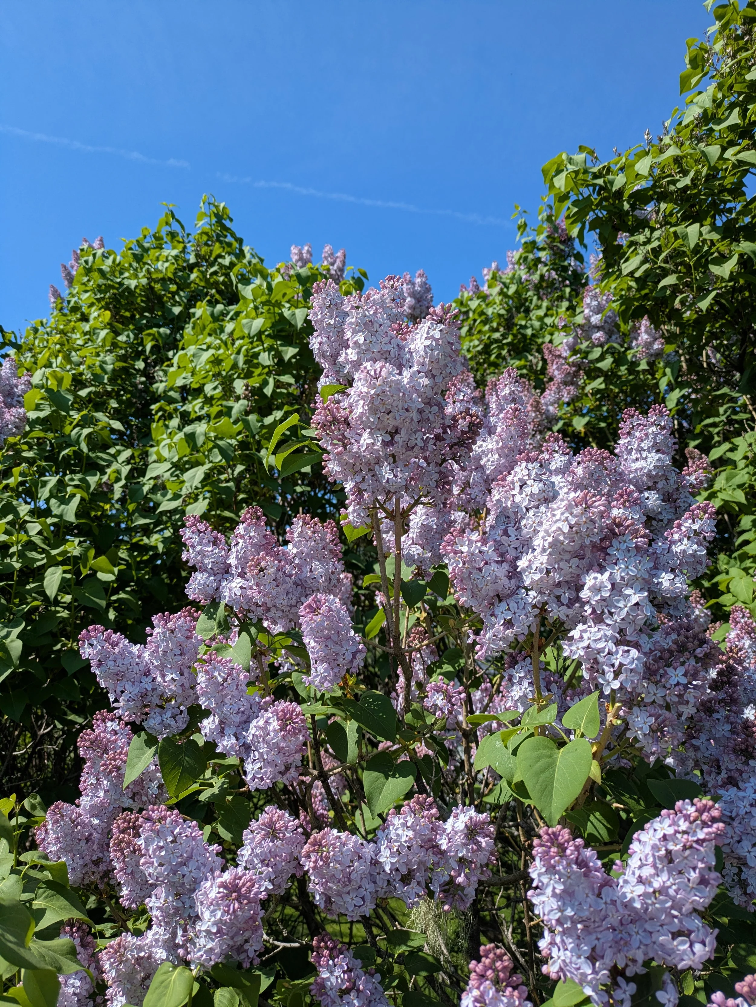 Huile de lilas (corps - articulations)