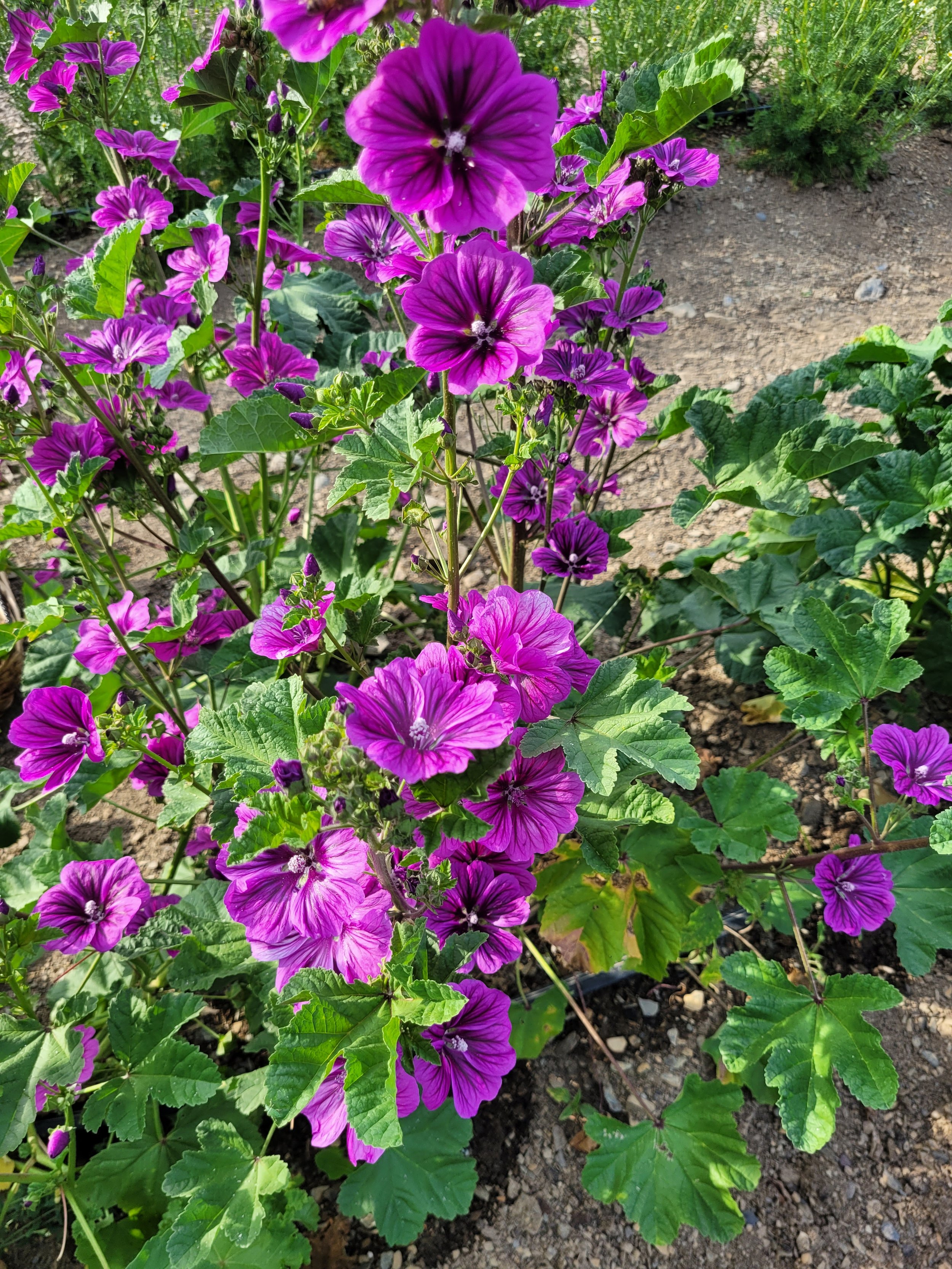 Mauve sylvestre