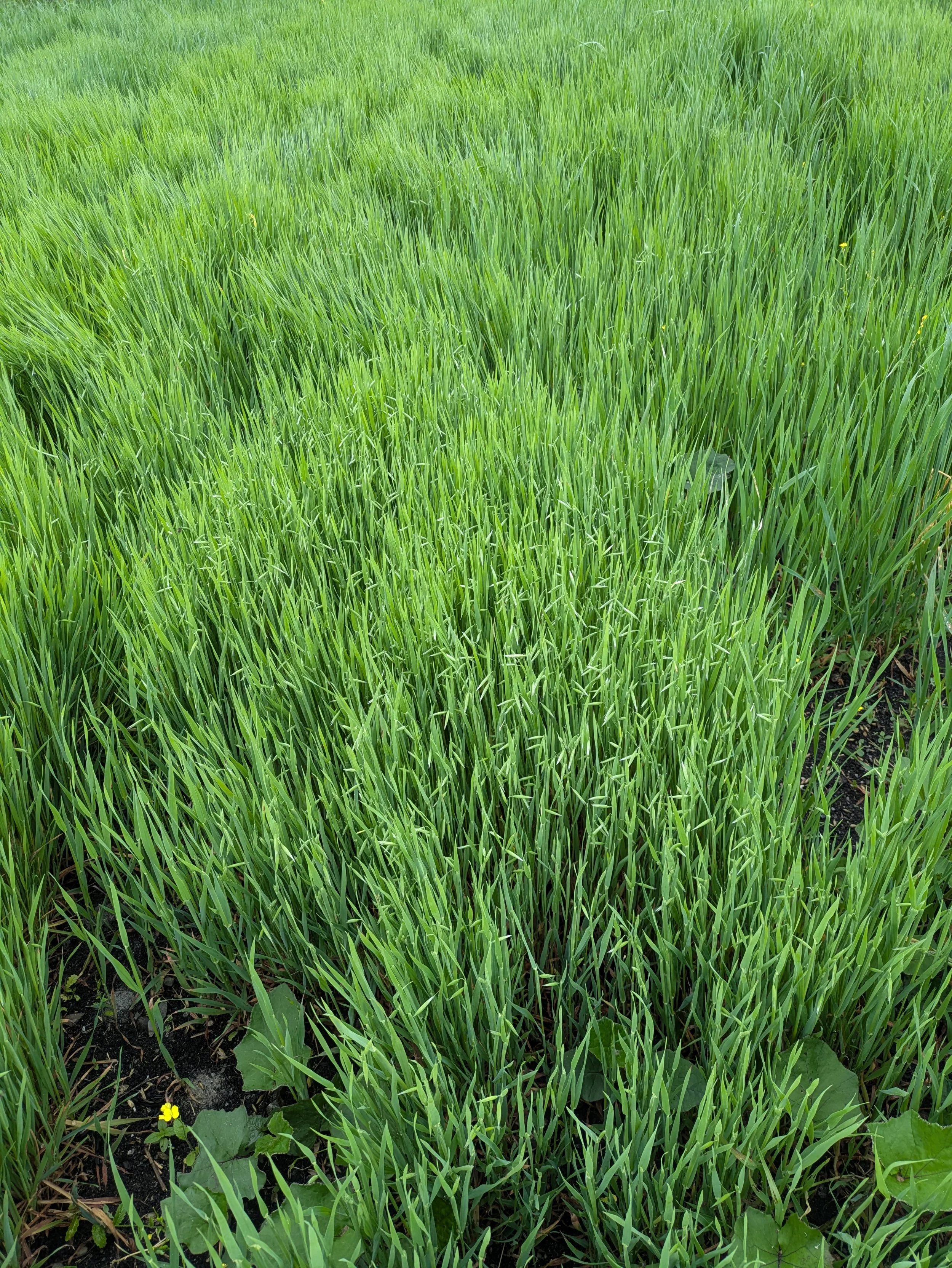 Avoine verte