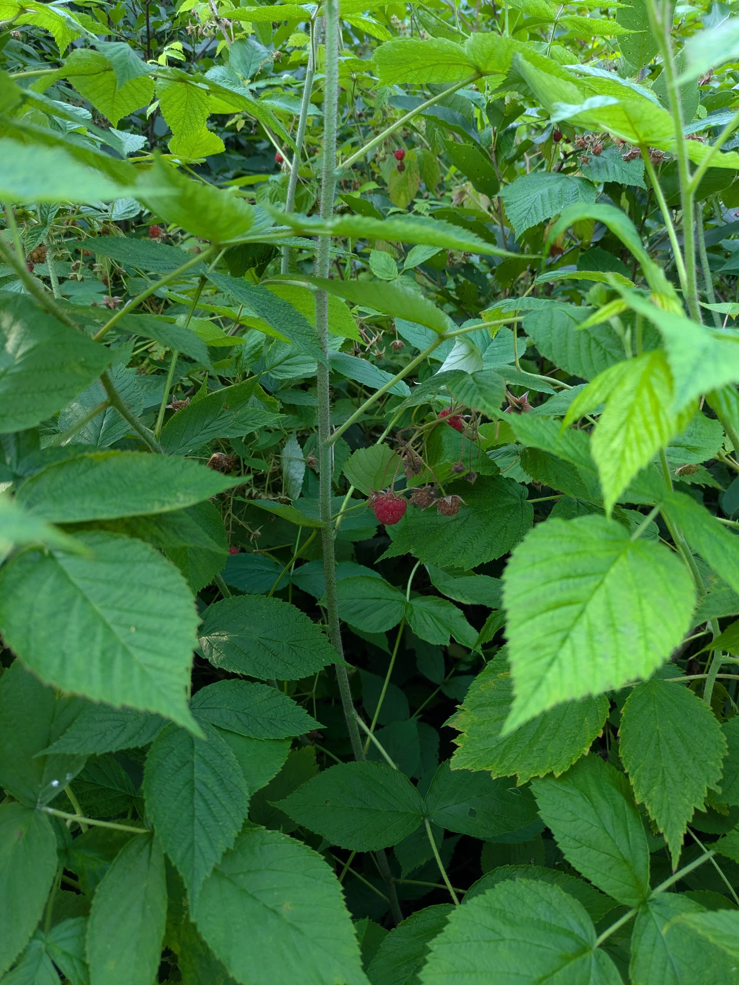 Framboisier (feuilles)