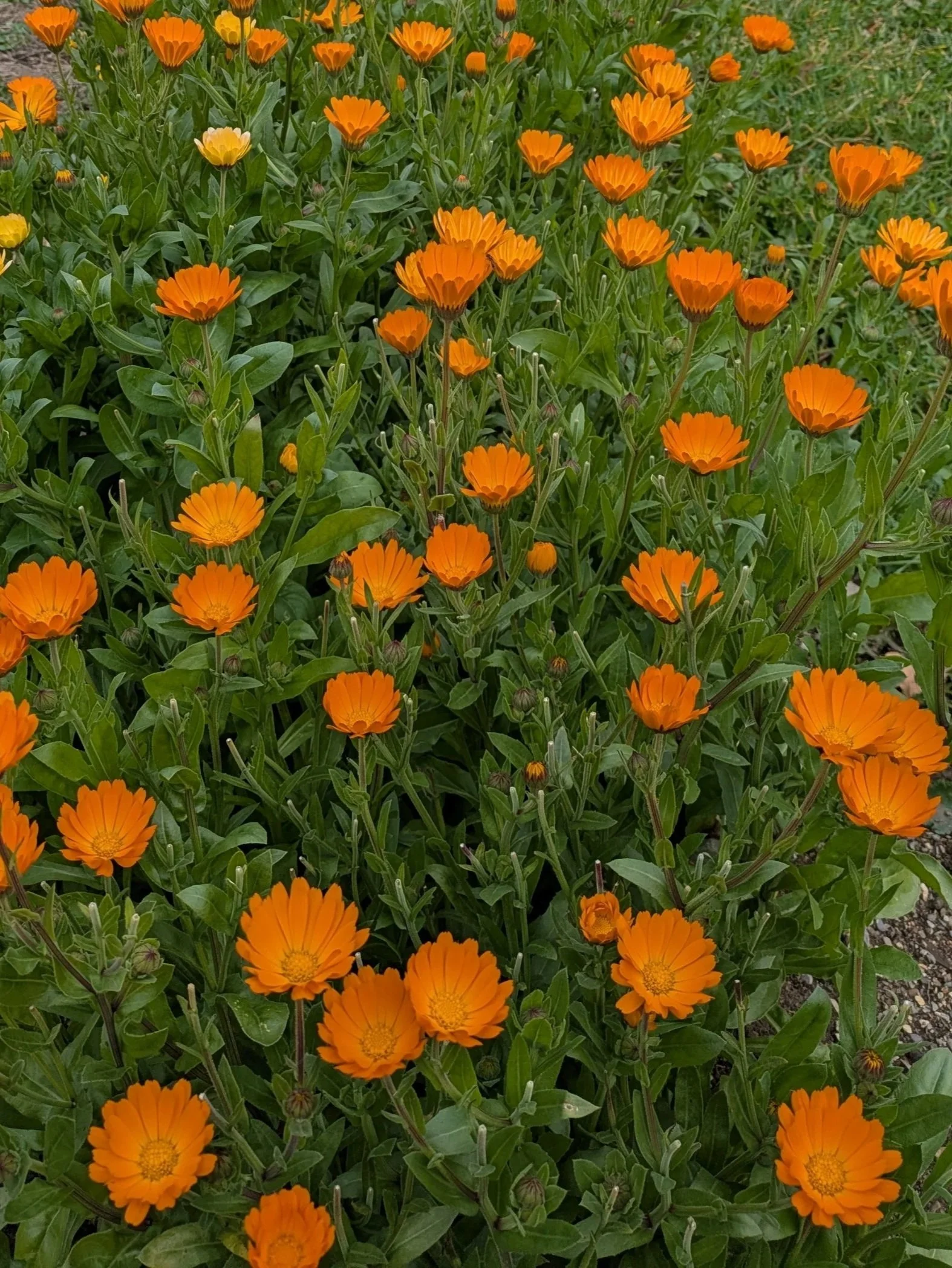 Huile de calendule (corps – visage)