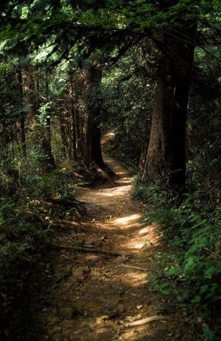 Forest Solitude @ Ryedale