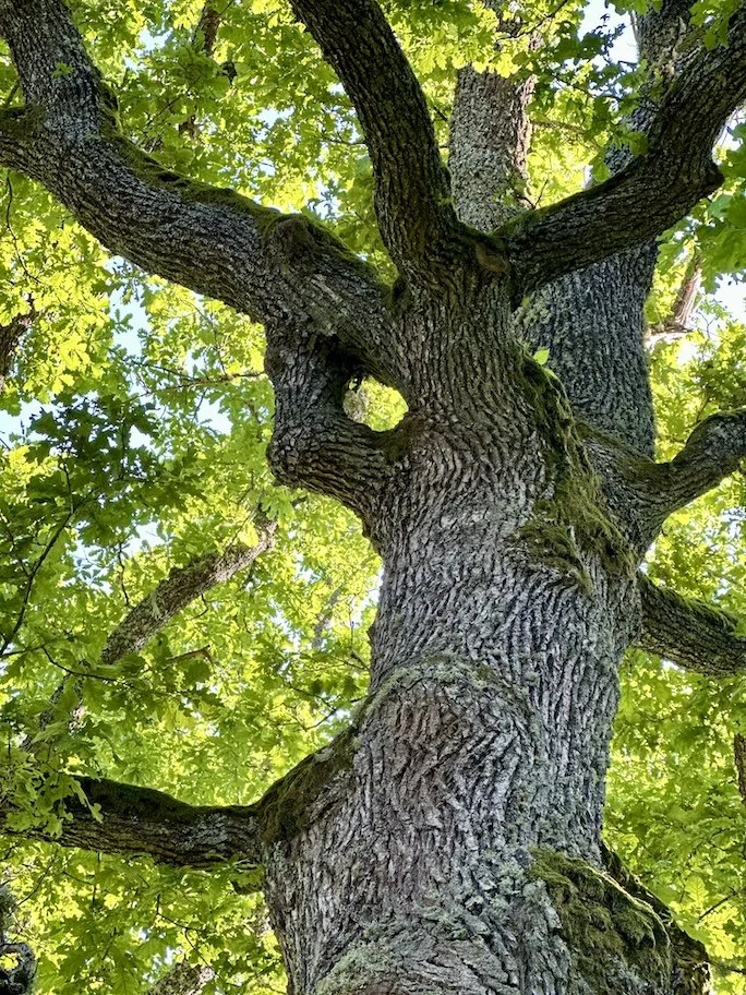 Latvian Oak.jpeg