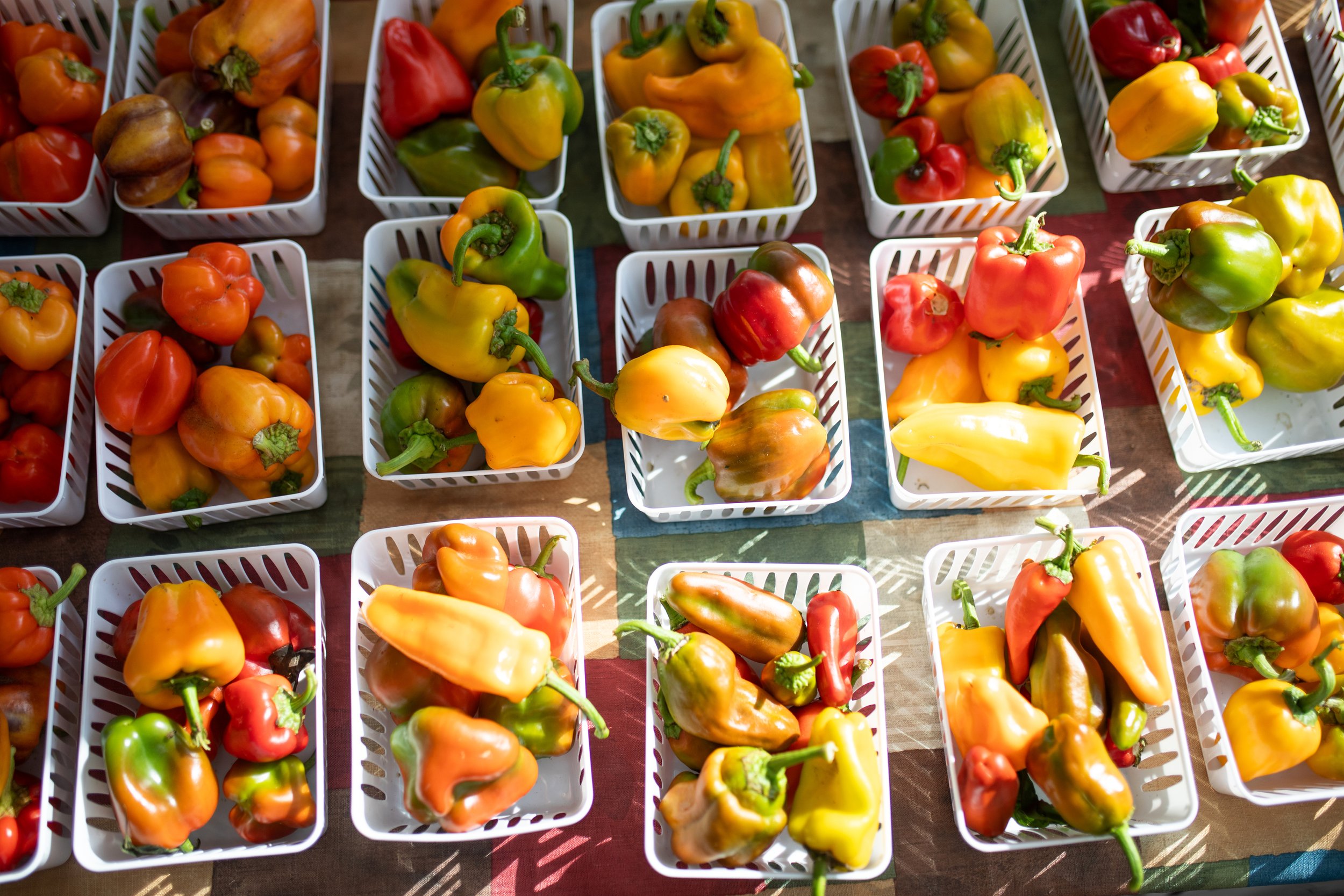 Assorted bell peppers in white baskets on display at a market.