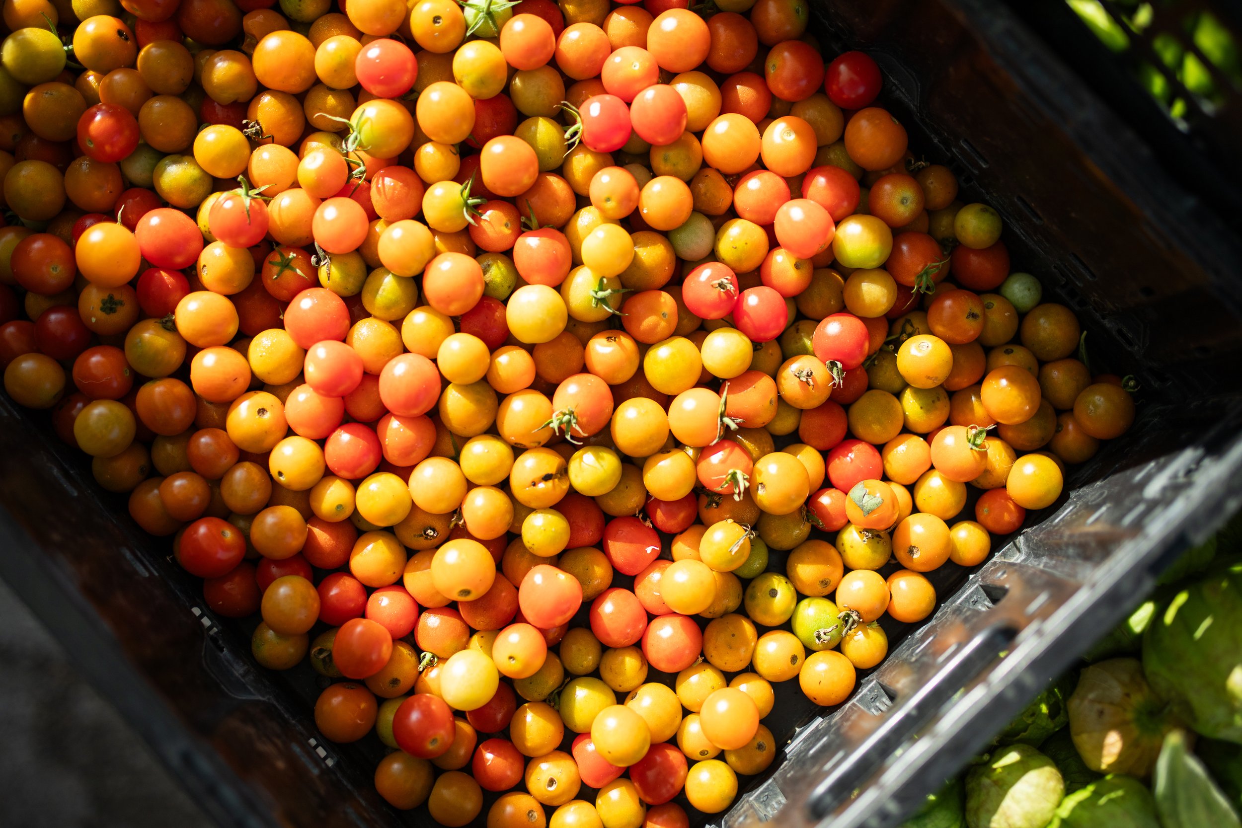 A crate filled with small red and orange tomatoes.