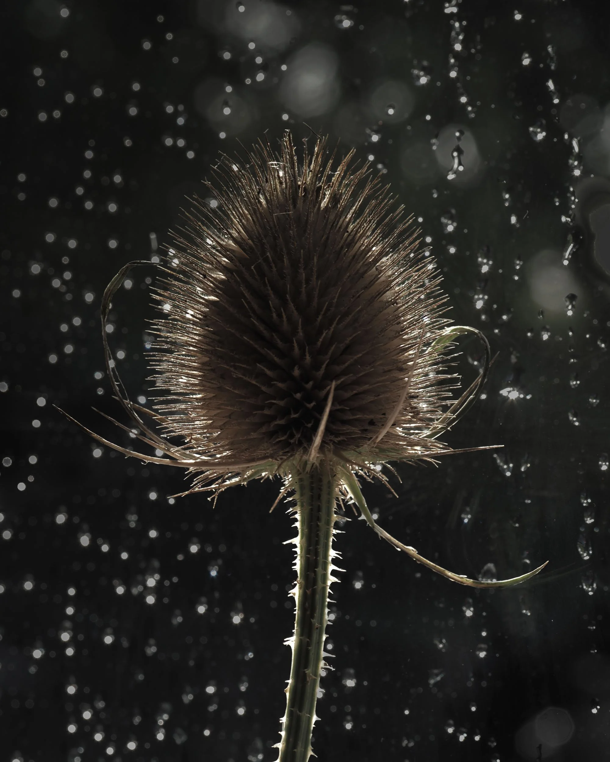 A dried teasel seed head, backlit, against rain drops on a dark window.
