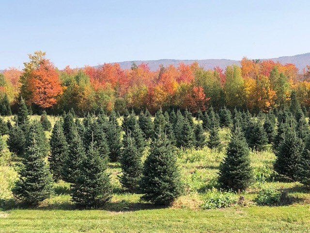 Fall field.jpg