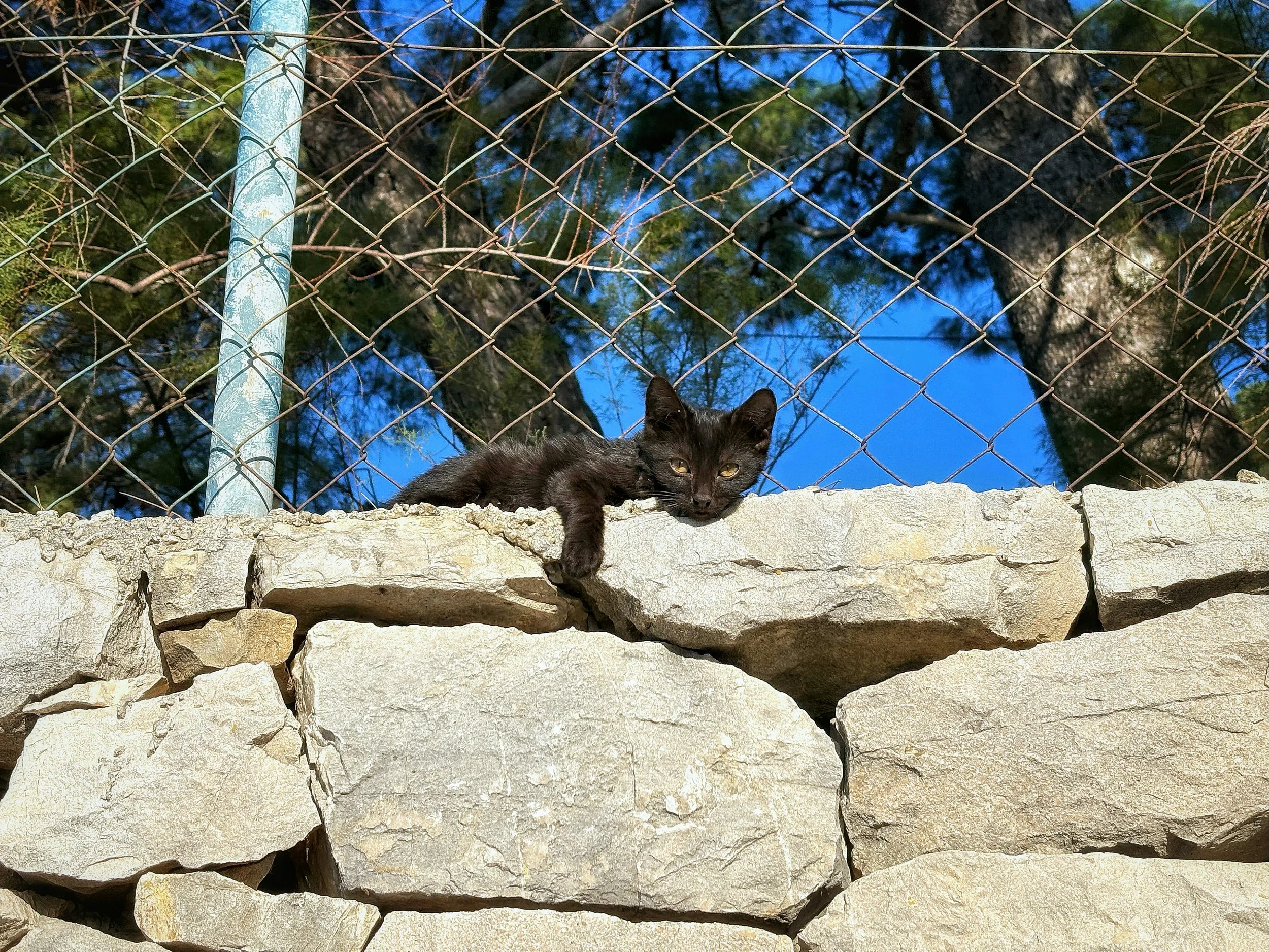 More animals than ever are dying on Los Angeles streets (LAist)