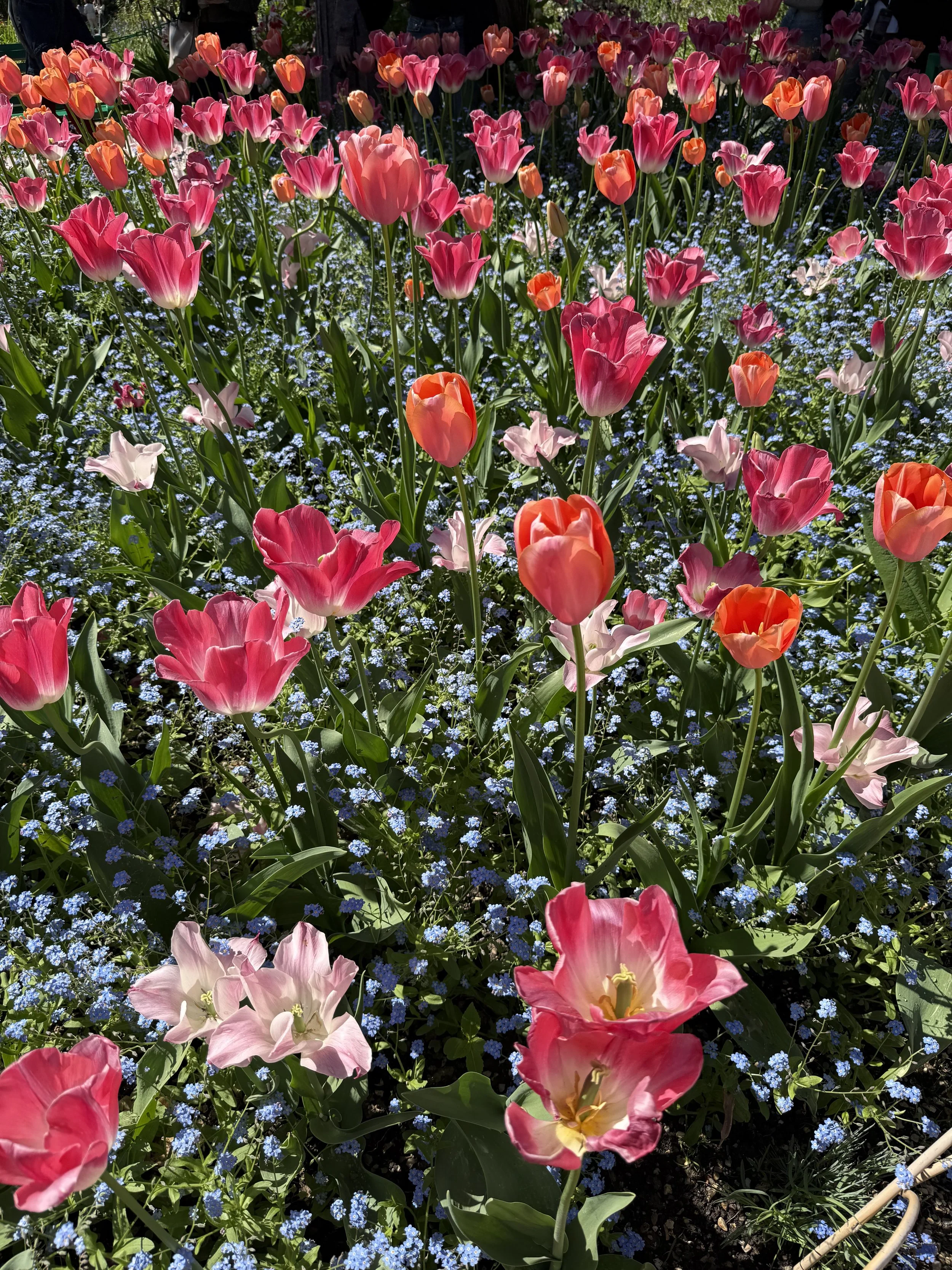 IMG_5547.jpeg