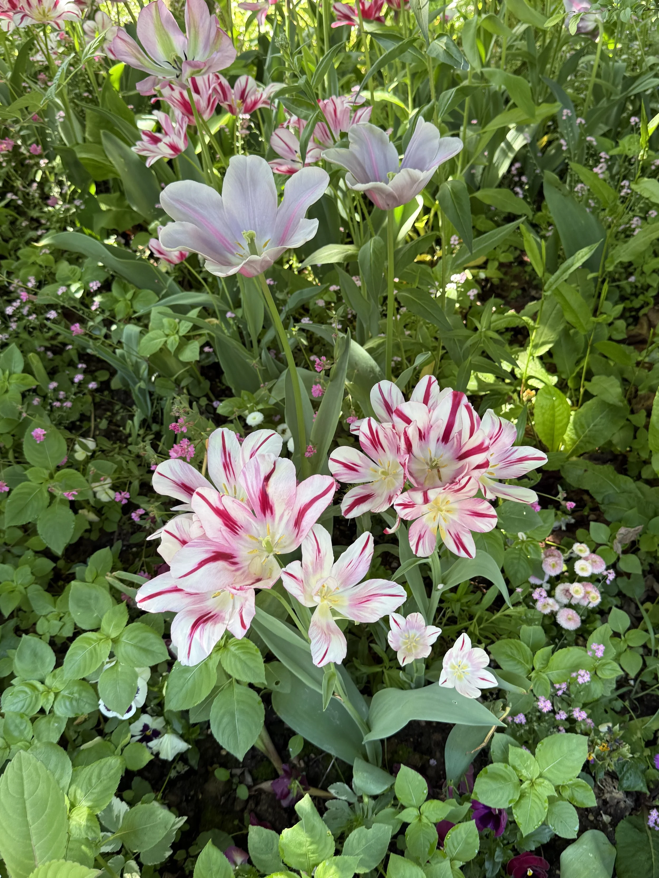 IMG_5582.jpeg