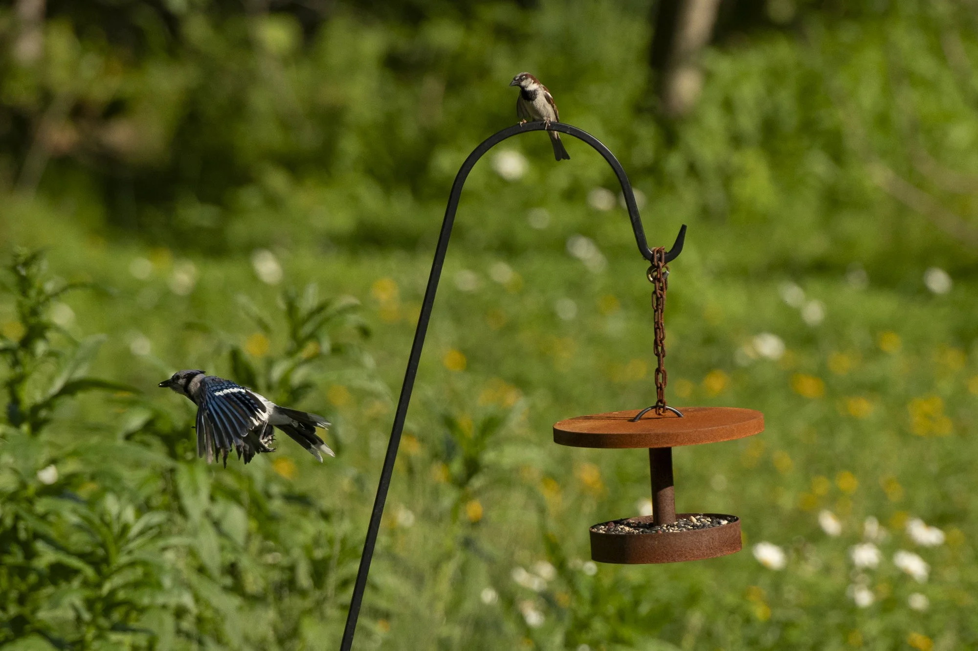 Curva Bird Feeder by Zac Feltoon for CortZen_3