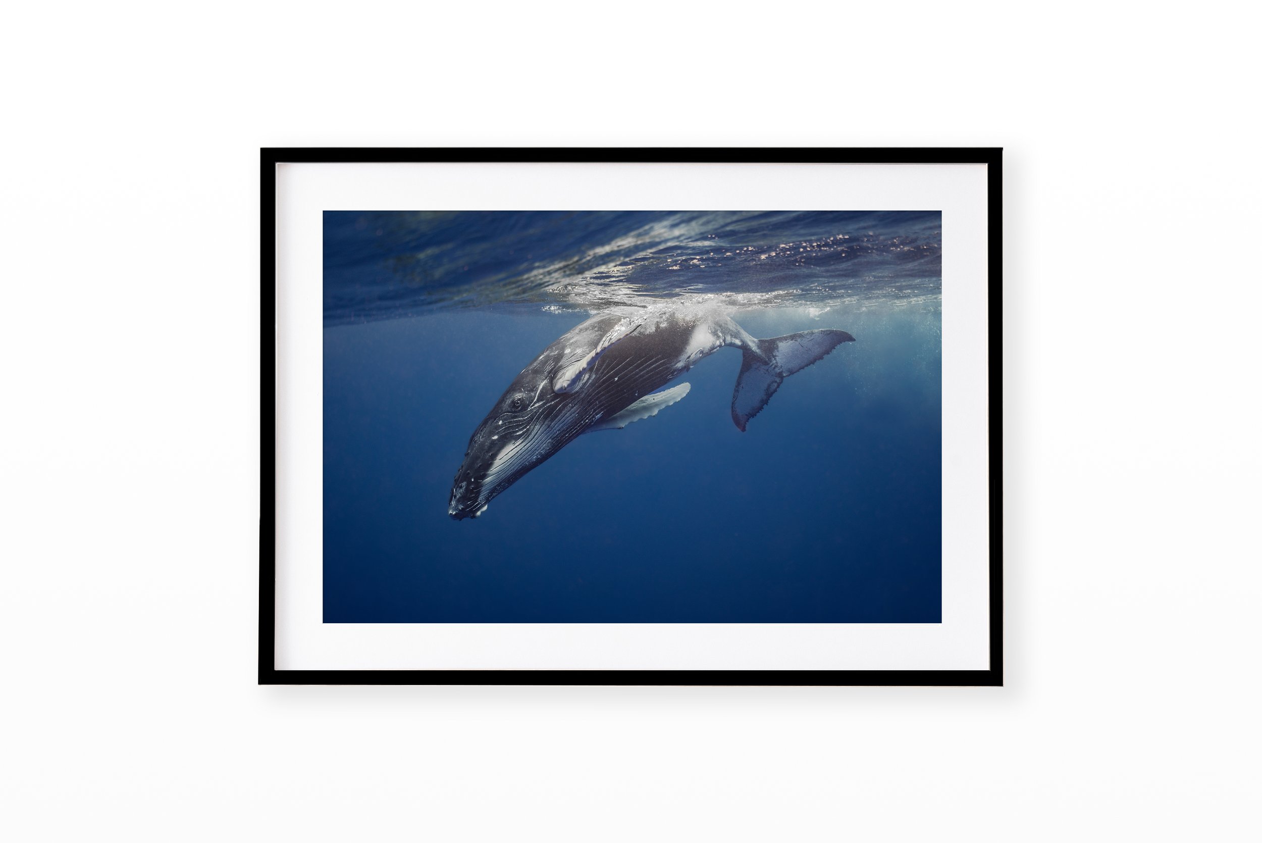 HumpbackDreamsFrameBlack.jpg