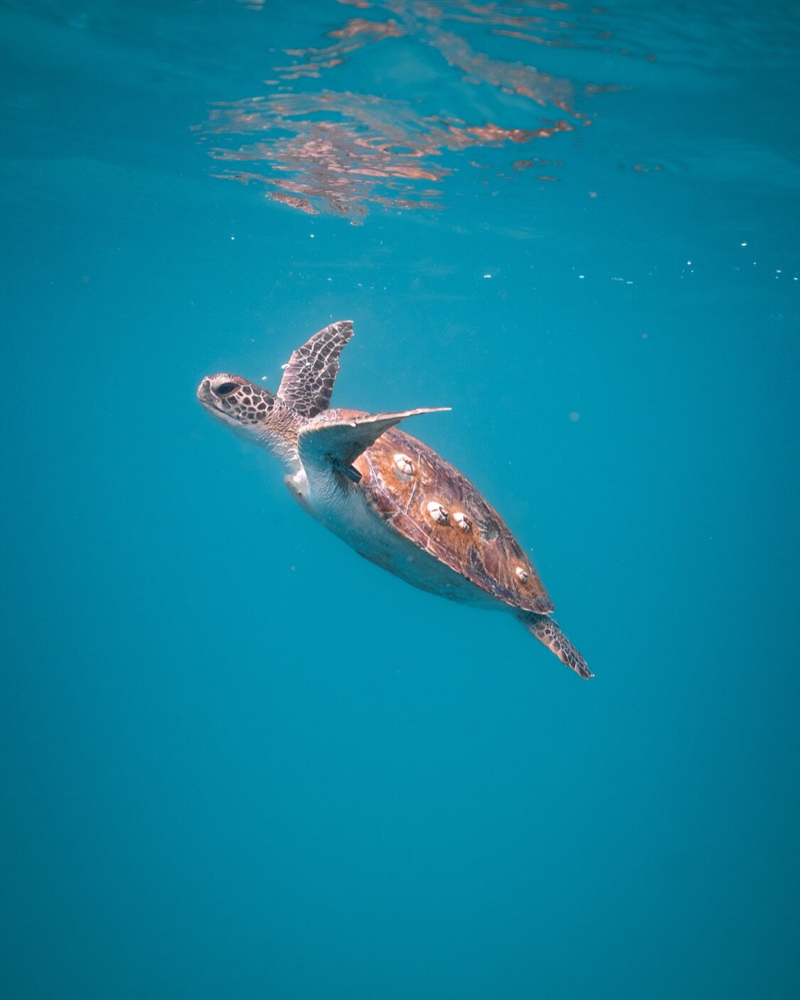 ✈️ 

Kirra Reef 🪸 

#prints #seaturtle #naturephotography #photographylovers #greenseaturtle #fineartprints #greenturtle #turtlesofinstagram #photography_love #underwaterphotographer #turtlelove #underwaterpics #australia_oz #seascapephotography #se