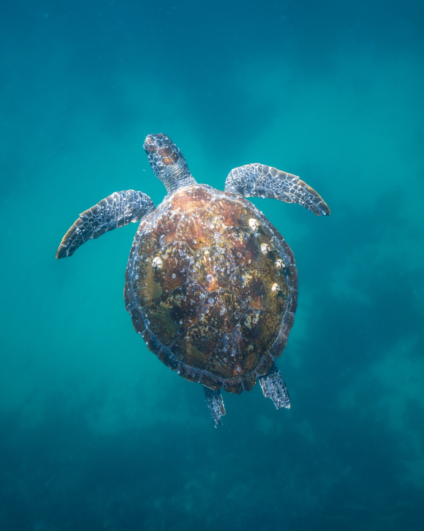 Barnacles, the local Green Sea Turtle at Kirra Reef, Coolangatta. 🪸🐢

#queensland #goldcoast #sealovers #underthesea #art_dailydose #art_gallery #seaturtles #seacreatures #turtlepower #seascapephotography #art_collective_mag #undertheseaparty #seal