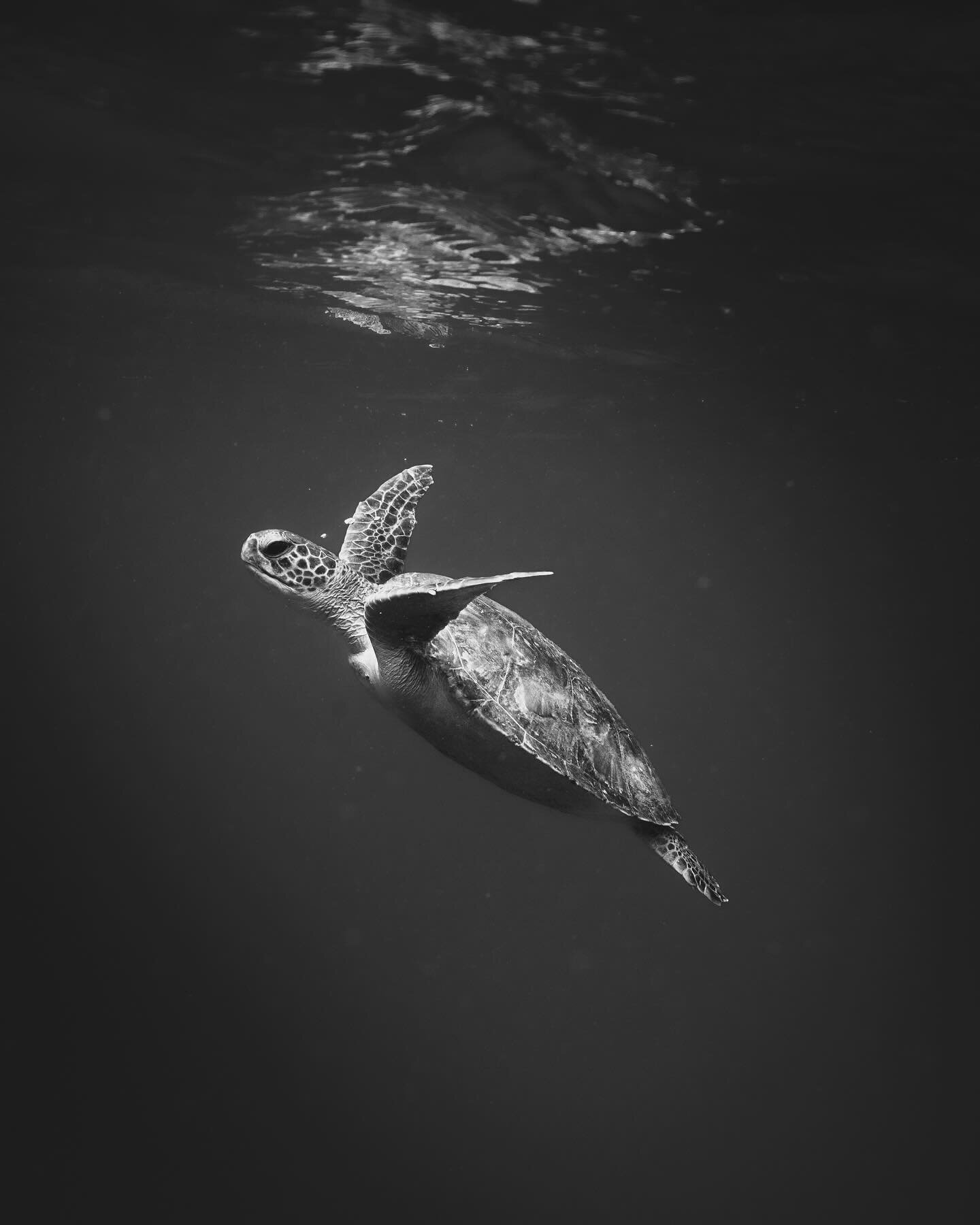 🖤✨

&bull;
&bull;
&bull;

#UnderwaterWorld #BlackAndWhitePhotography #SeaTurtle #ReticularWhipray #KirraBeach #QueenslandWildlife #MarineLife #OceanArt #NaturePhotography #WildlifePhotography #UnderwaterPhotography #OceanConservation #ExploreQueensl