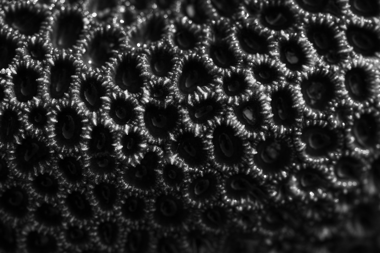 ReefTexture.jpg